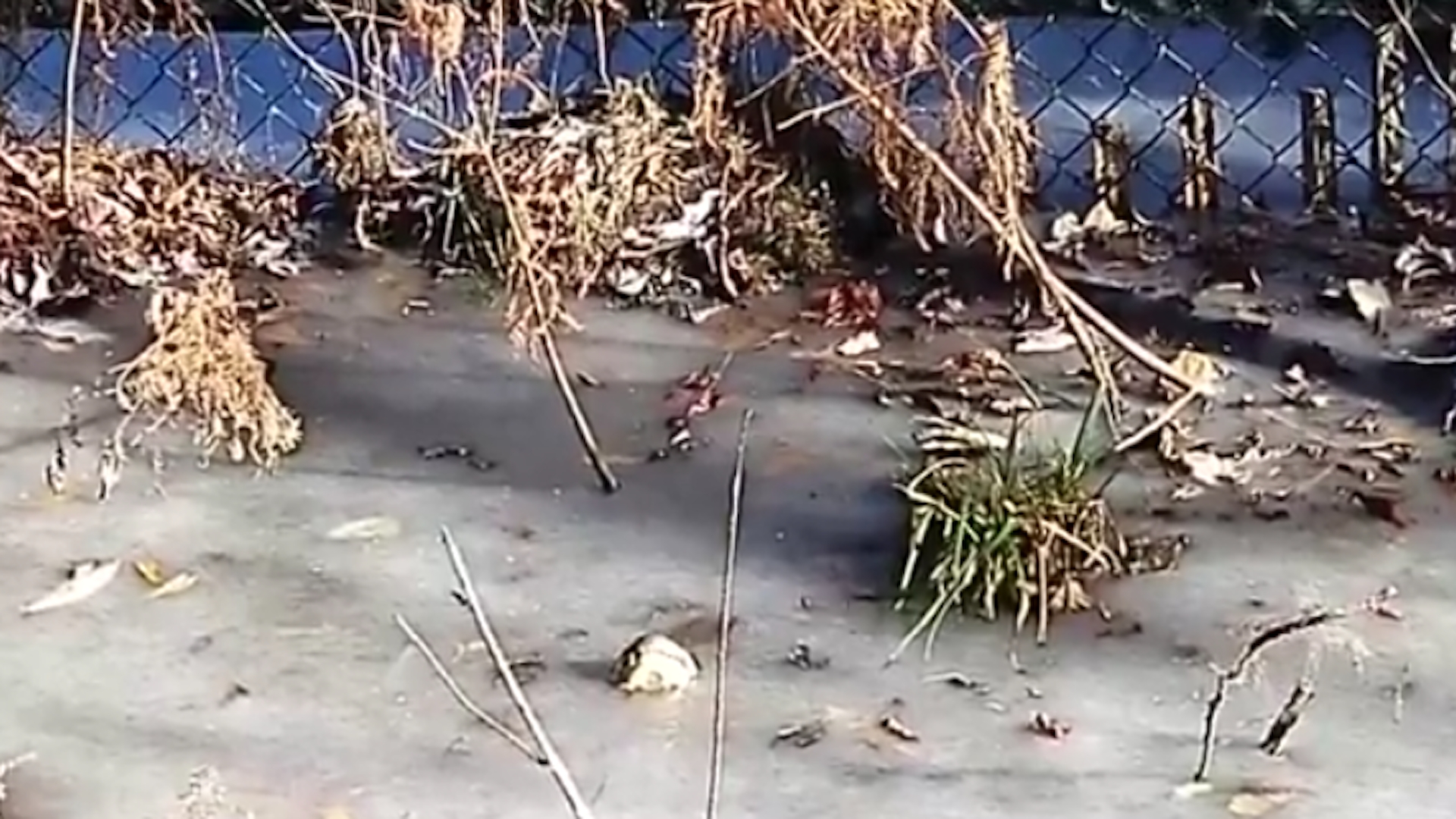 Frozen Alligators These Frozen Alligators At The Swamp Park