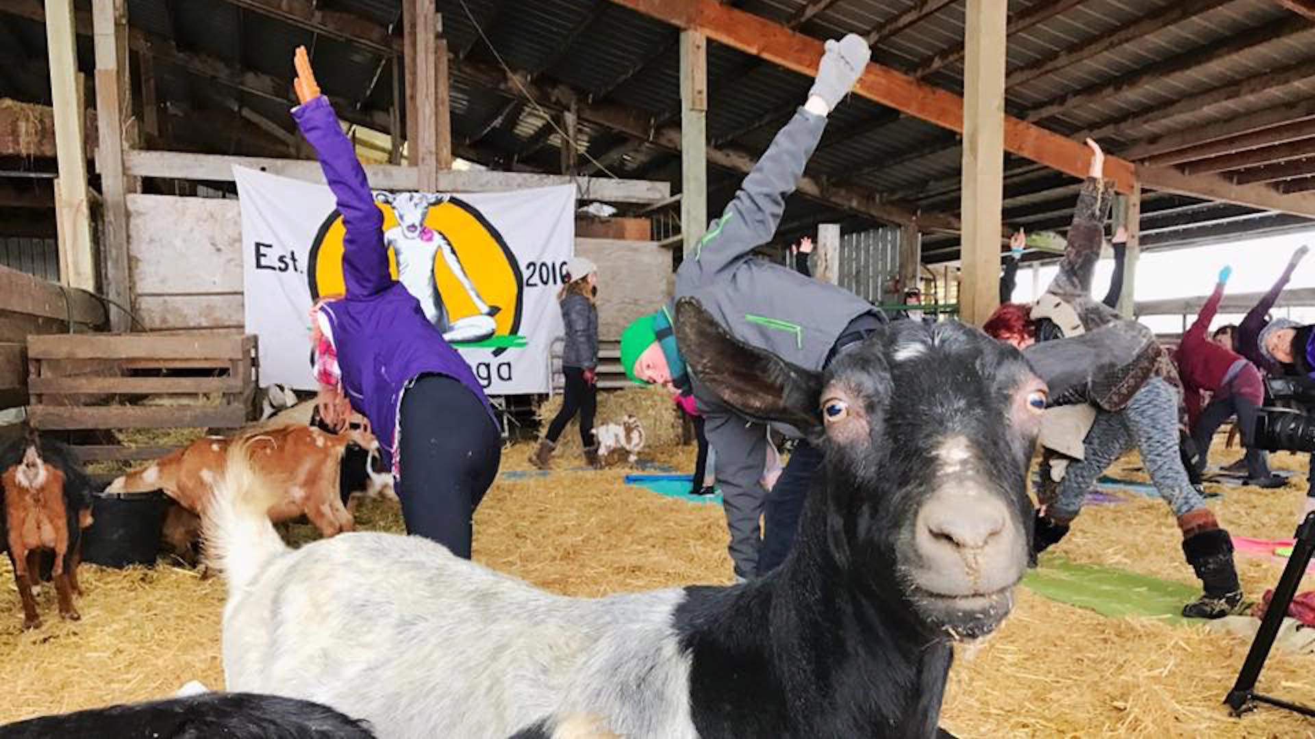 Goat yoga craze: Oregon yoga business goes viral - Fort Worth Business Press