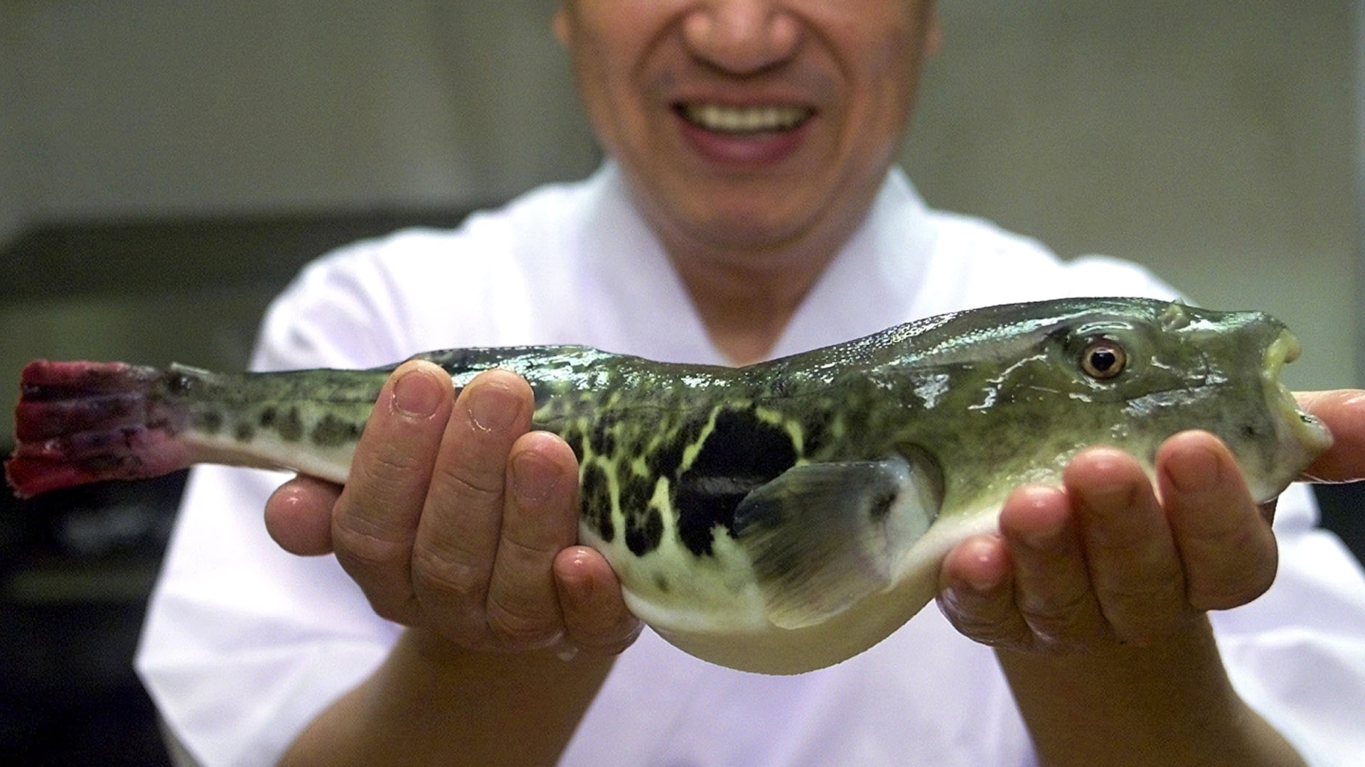 Is death from fugu painful?