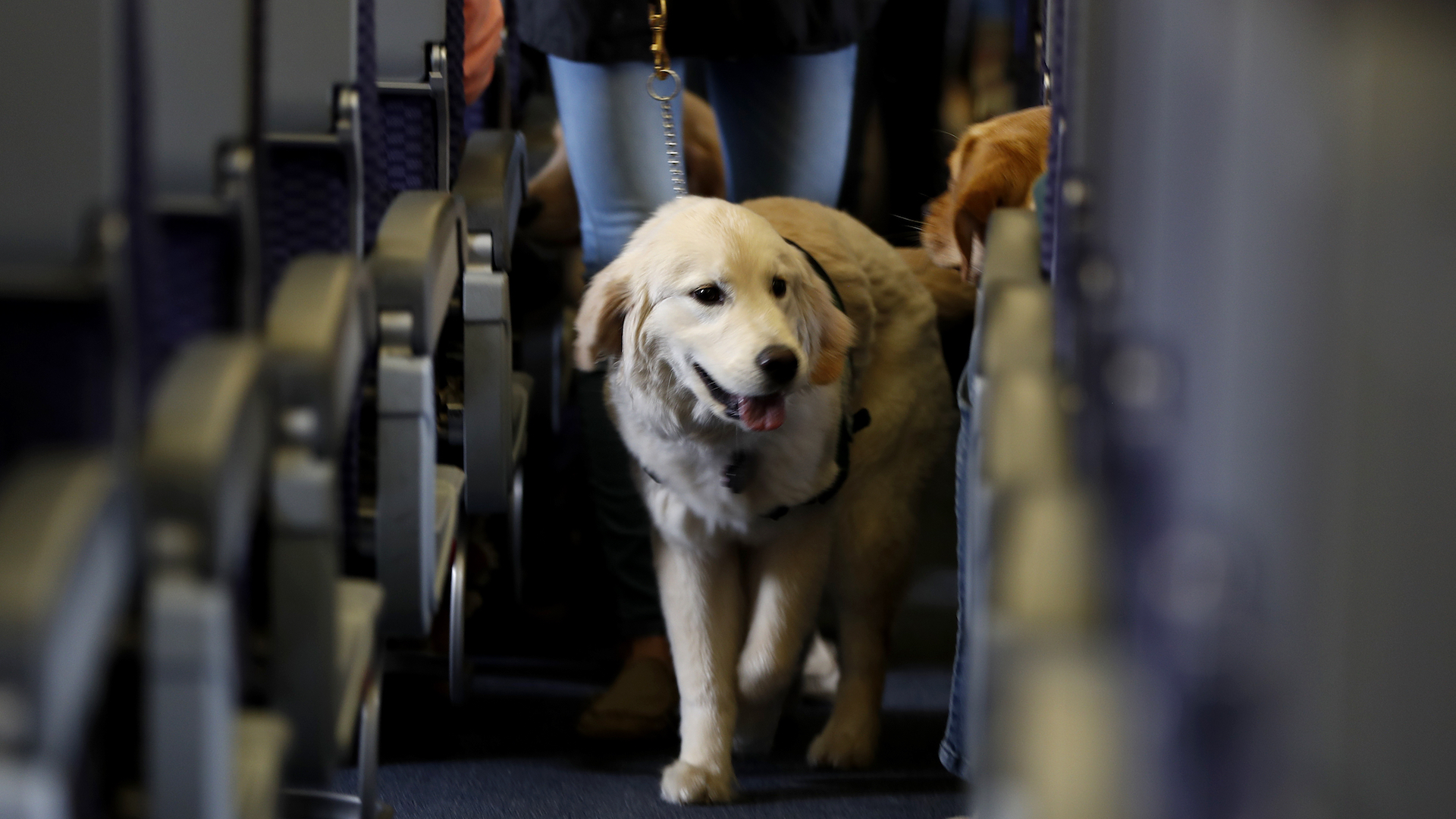 Fur and fury at 40,000 feet as more people bring animals on planes - The  Washington Post