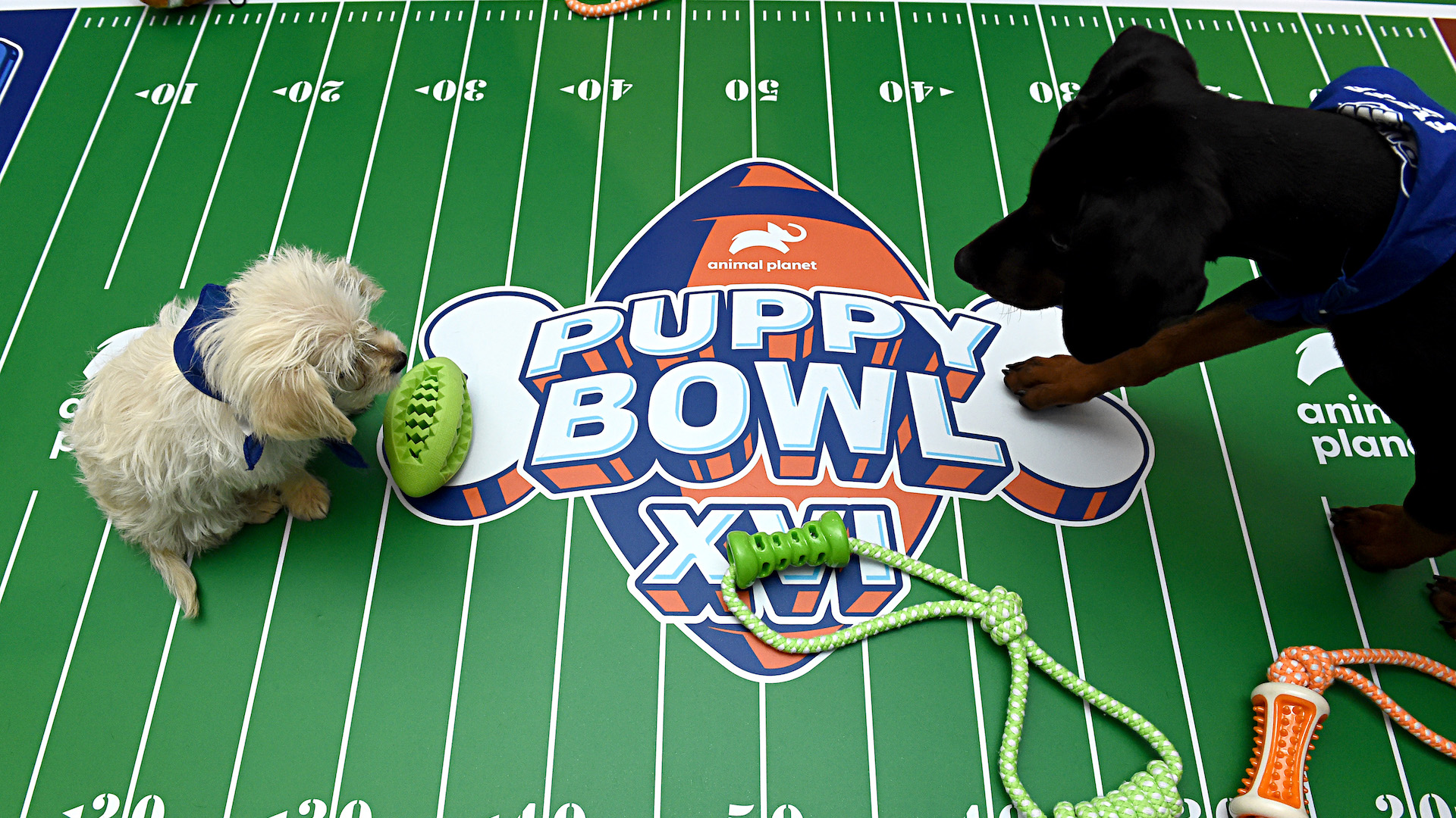 can you attend the puppy bowl