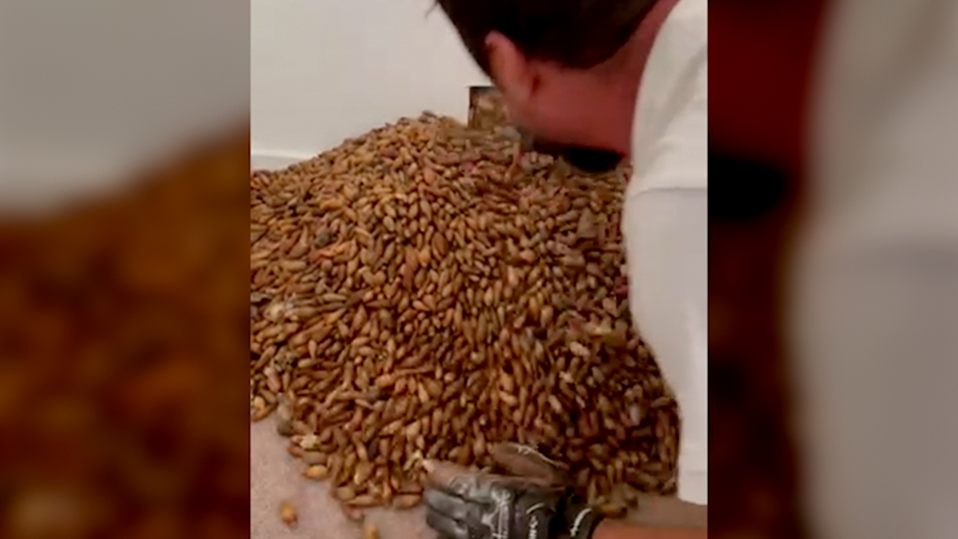 700 pounds of acorns found in California home (video) - Boing Boing
