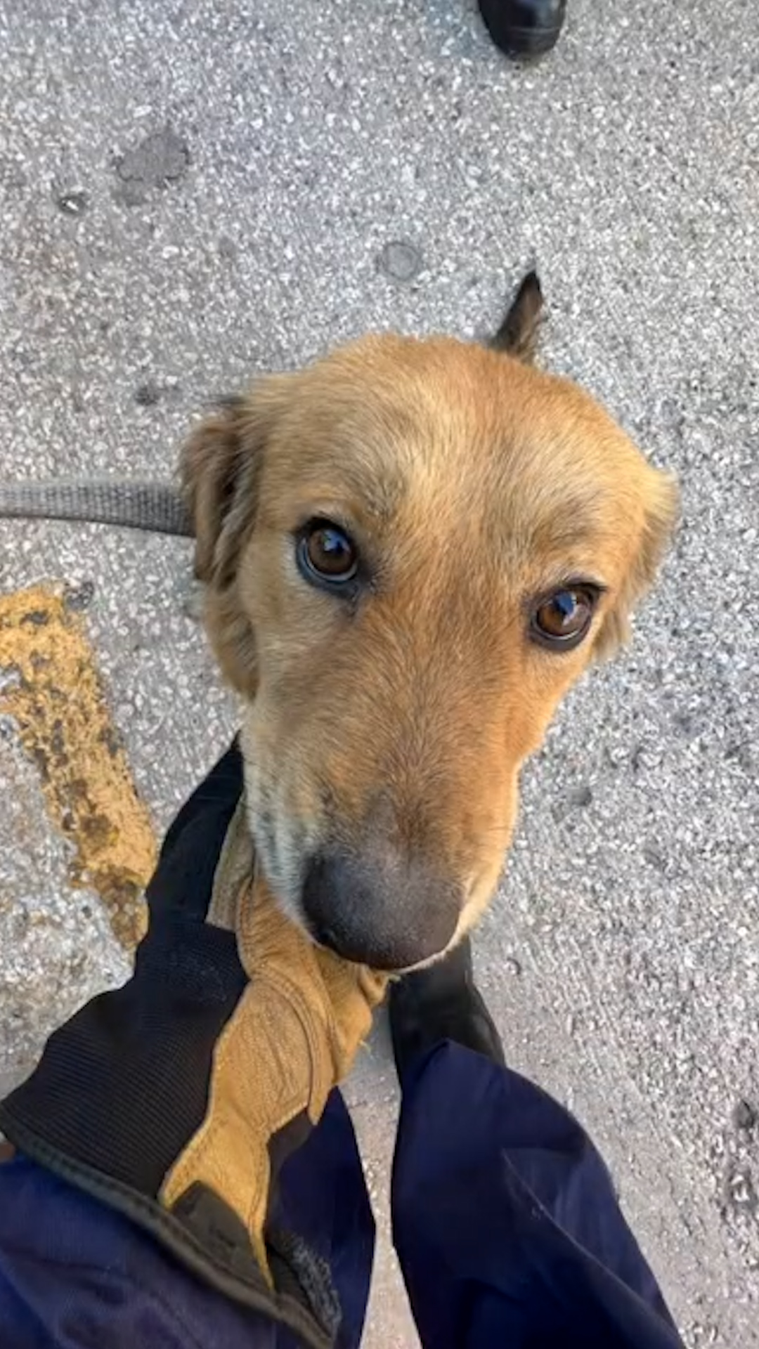 After a Coast Guard rescue, a dog is set to find a DMV home The