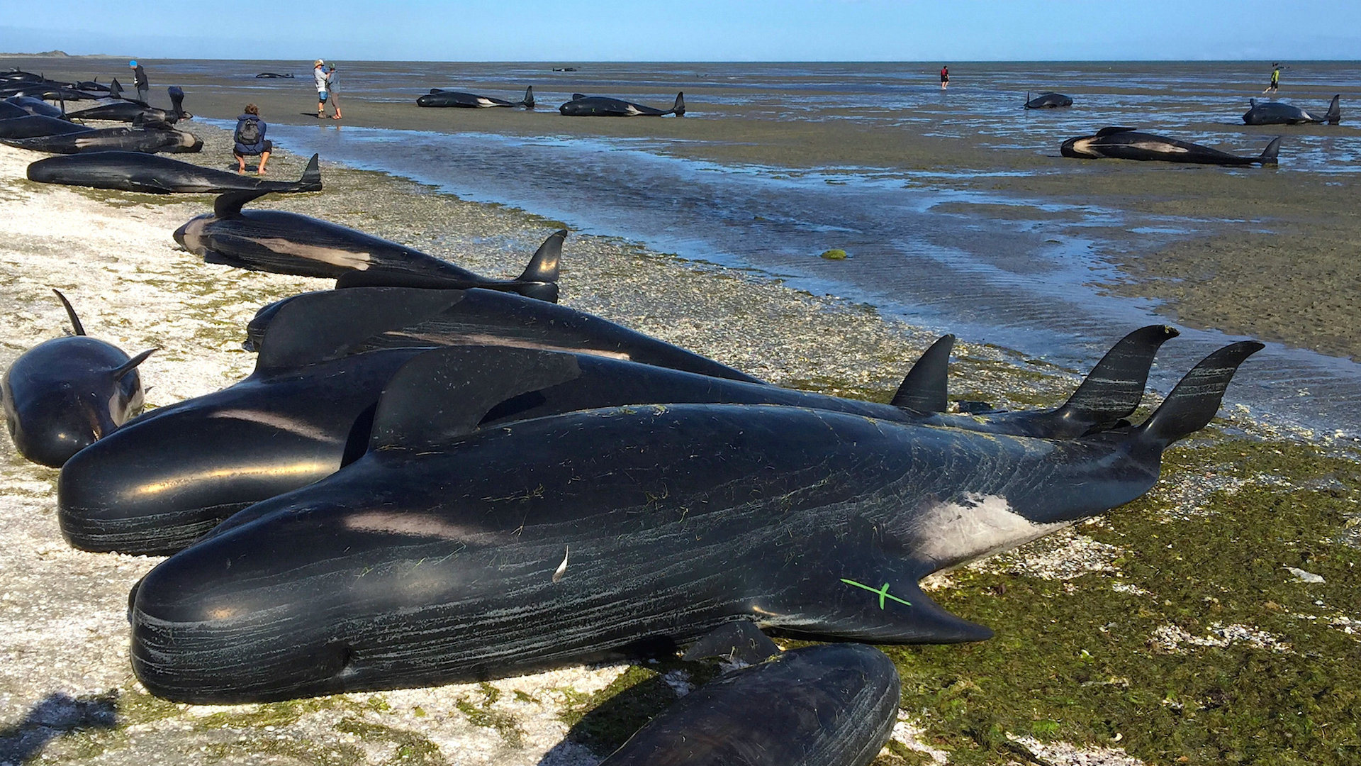 Hundreds of whales beached on New Zealand islands - ABC News