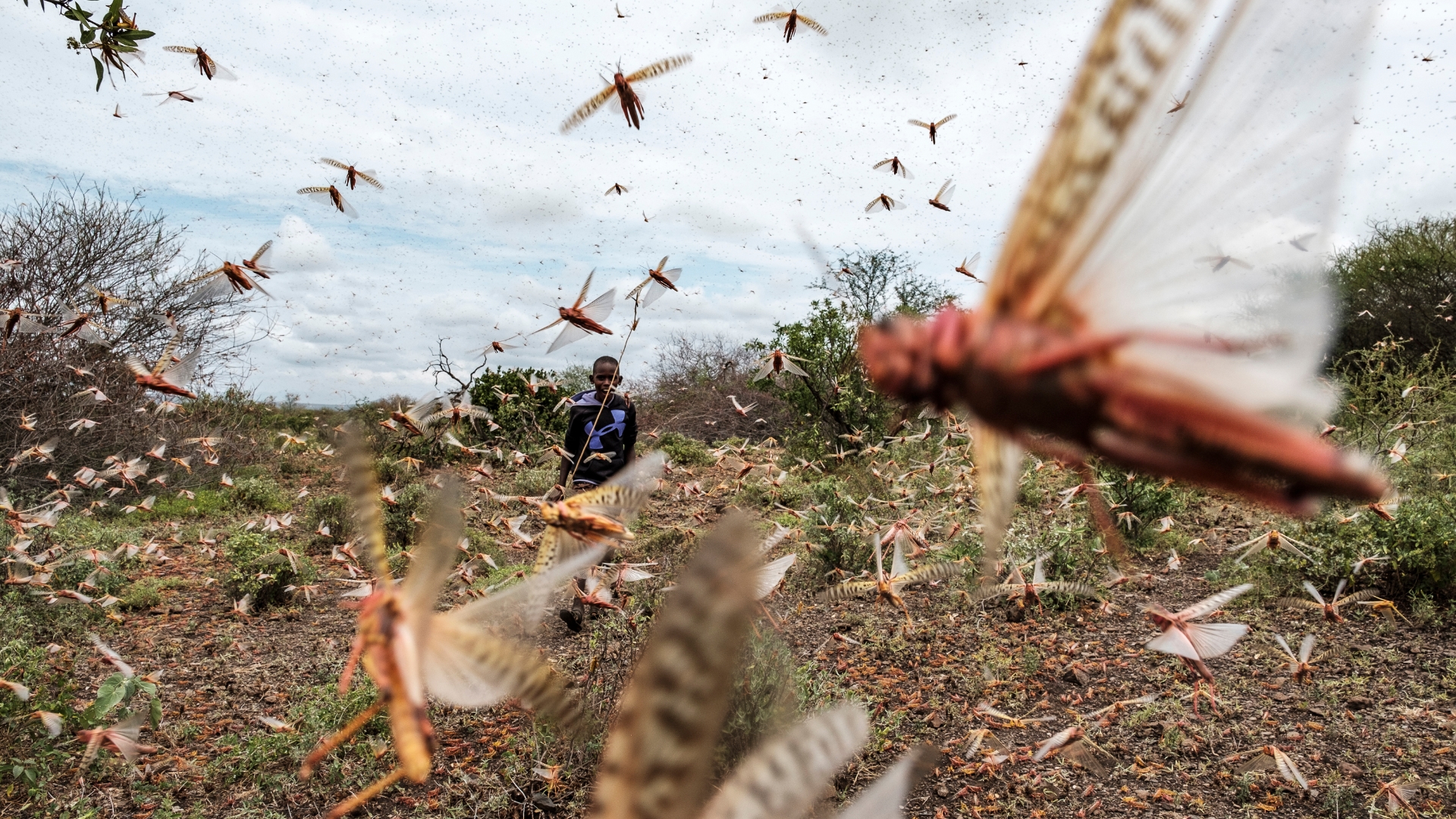 Locust swarms in East Africa: Billions descend on Ethiopia, Somalia, Kenya  - The Washington Post