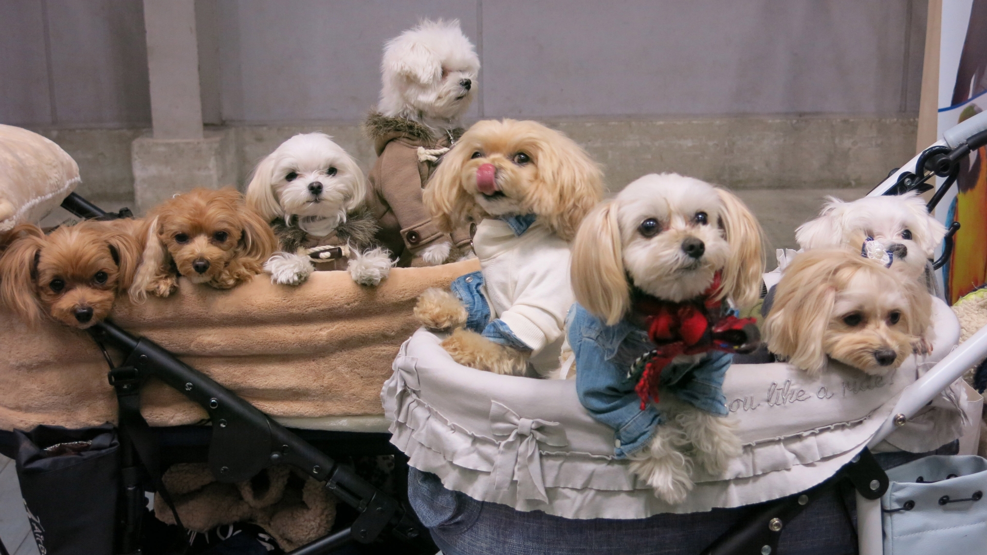 pampered pooches near me