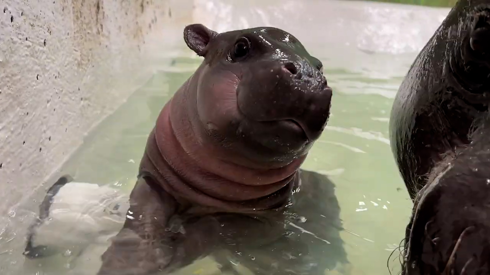 Sac à Maman Hippo