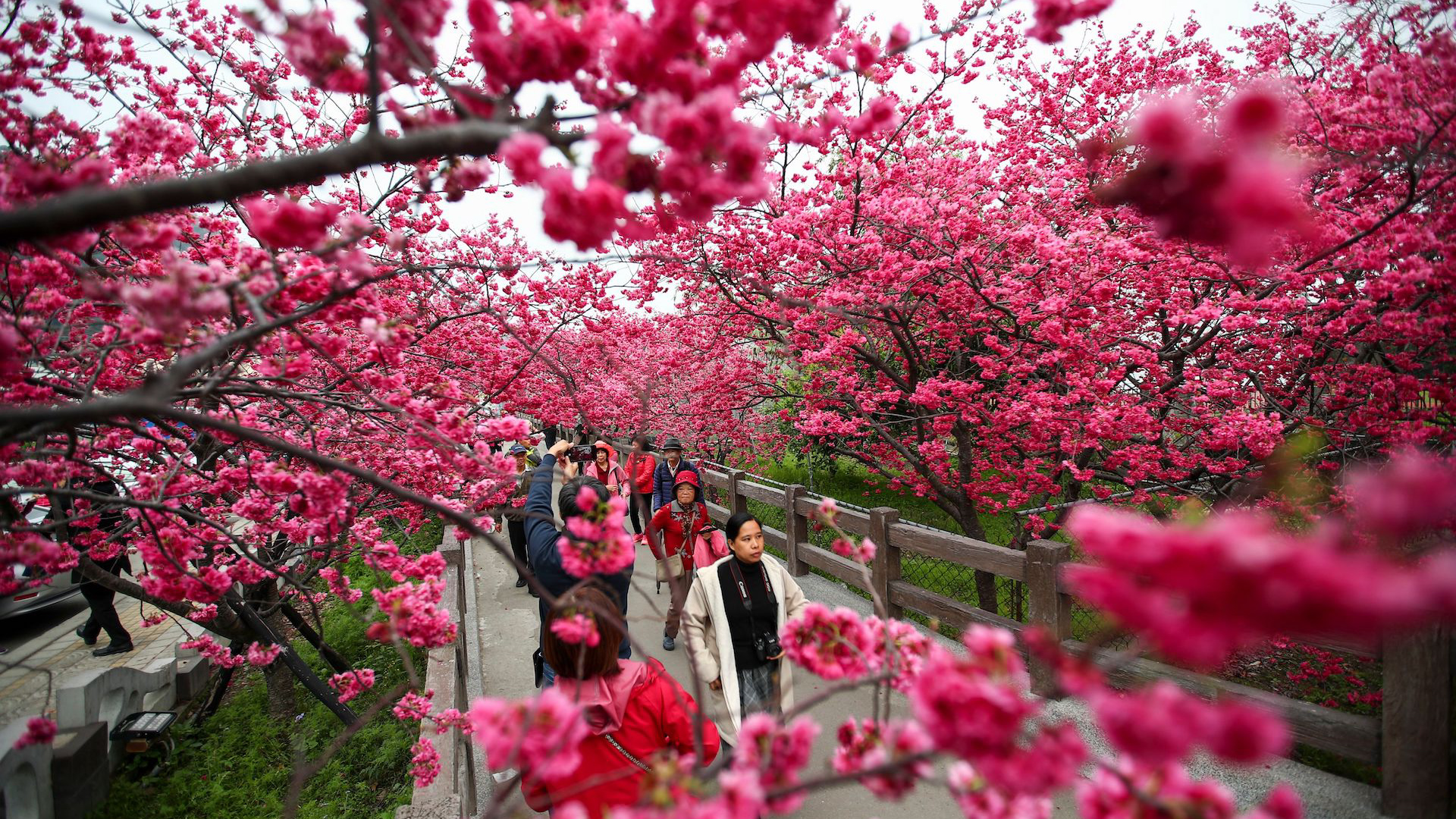 National Park Service announces cherry blossom peak bloom - The Washington  Post