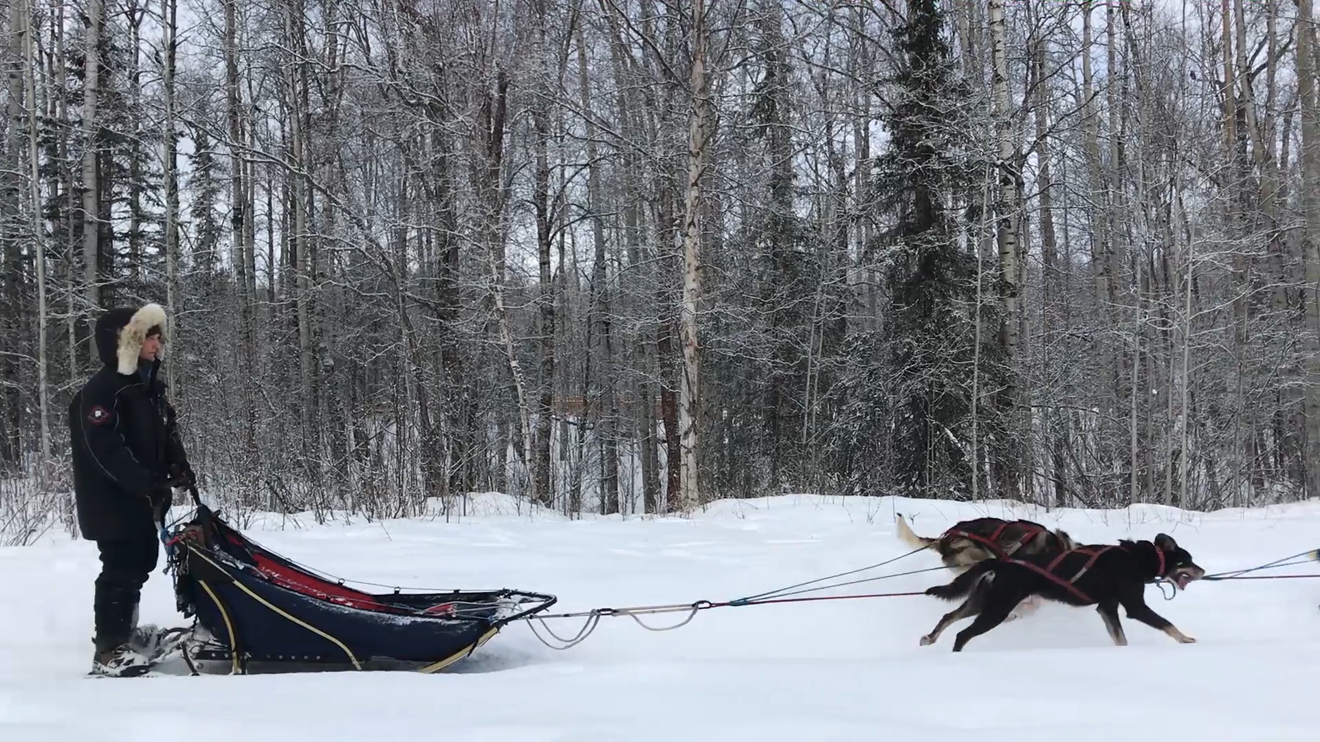 Cellphones at the Iditarod? The race, like Alaska's climate, is