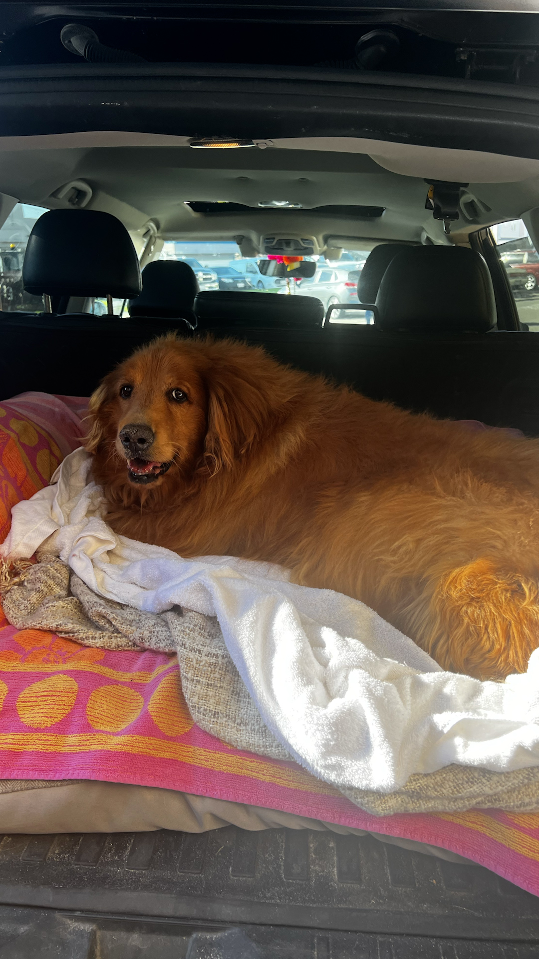 Woman fosters obese dog; throngs of fans watch the canine lose