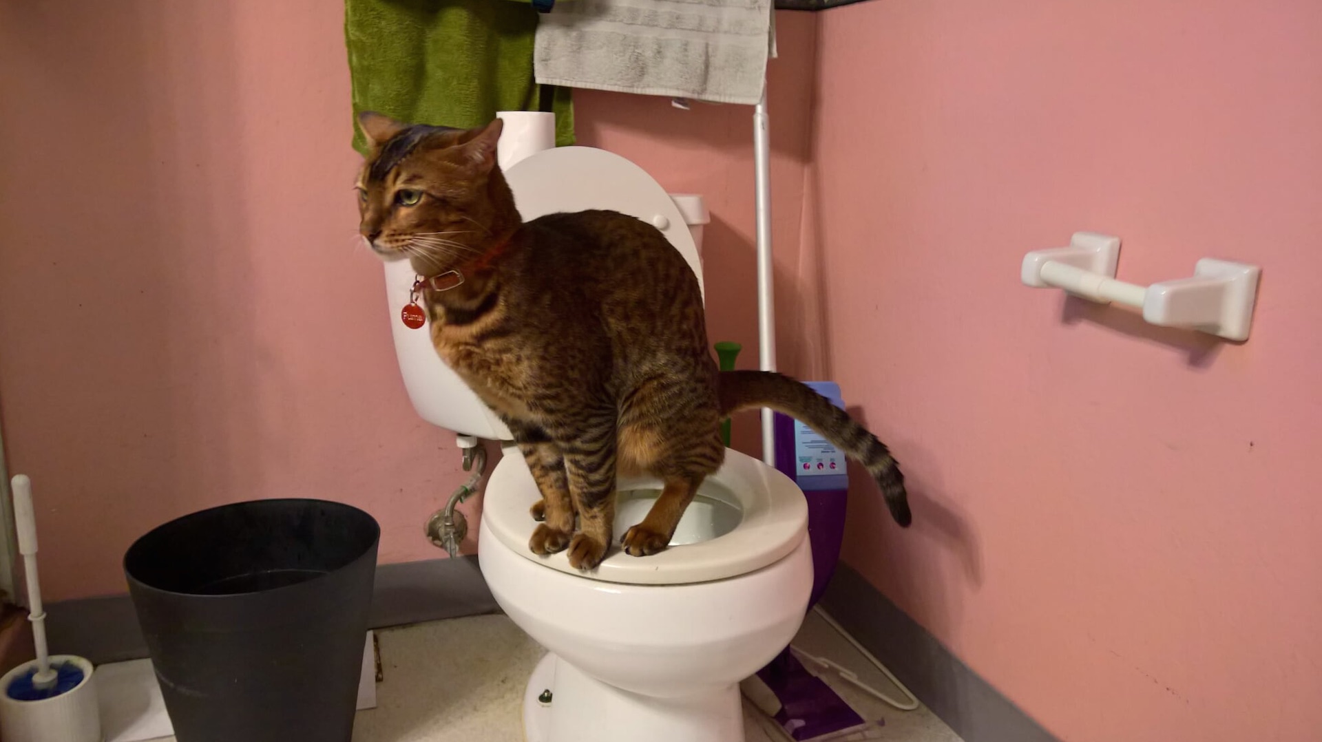 train your cat to use the toilet 
