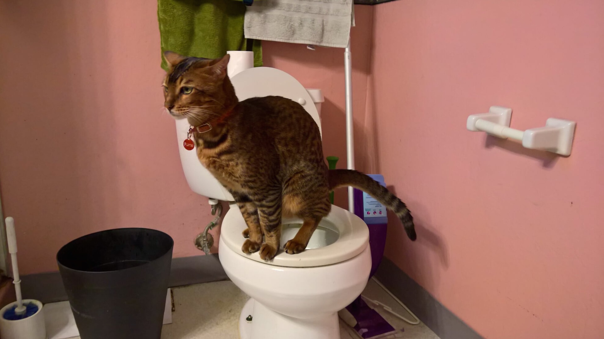 Cat store using toilet