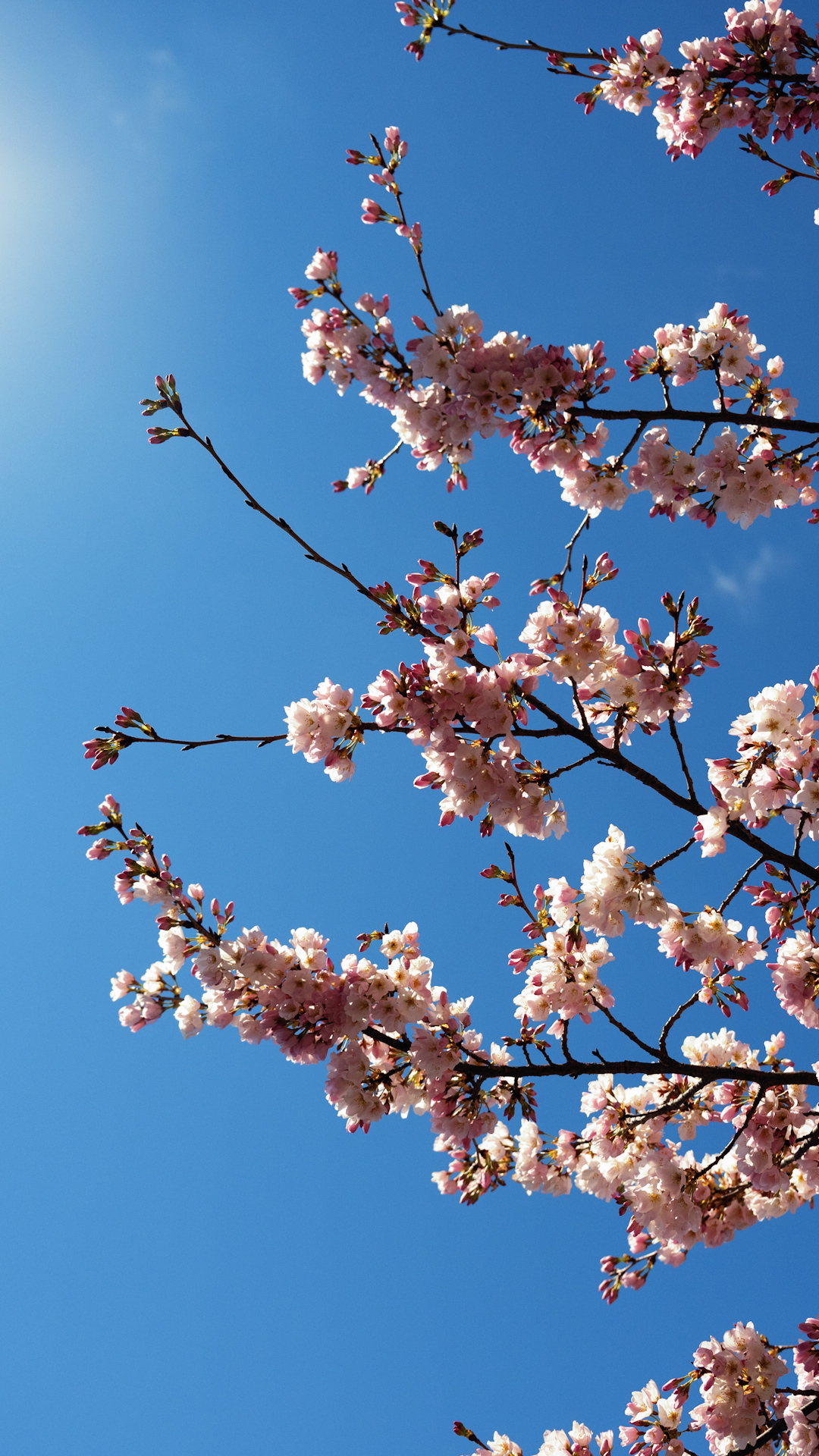 D.C. cherry blossoms 2023 peak bloom date announced March 22-25 - Axios  Washington D.C.