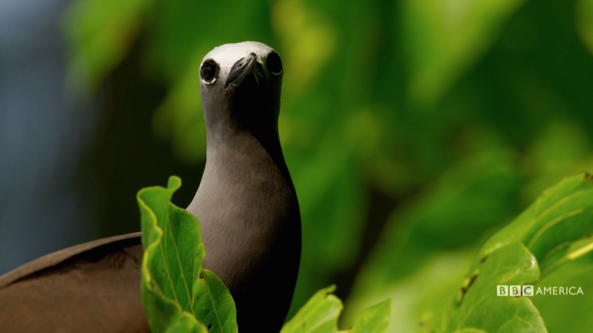 This tree's super sticky seeds are killing birds