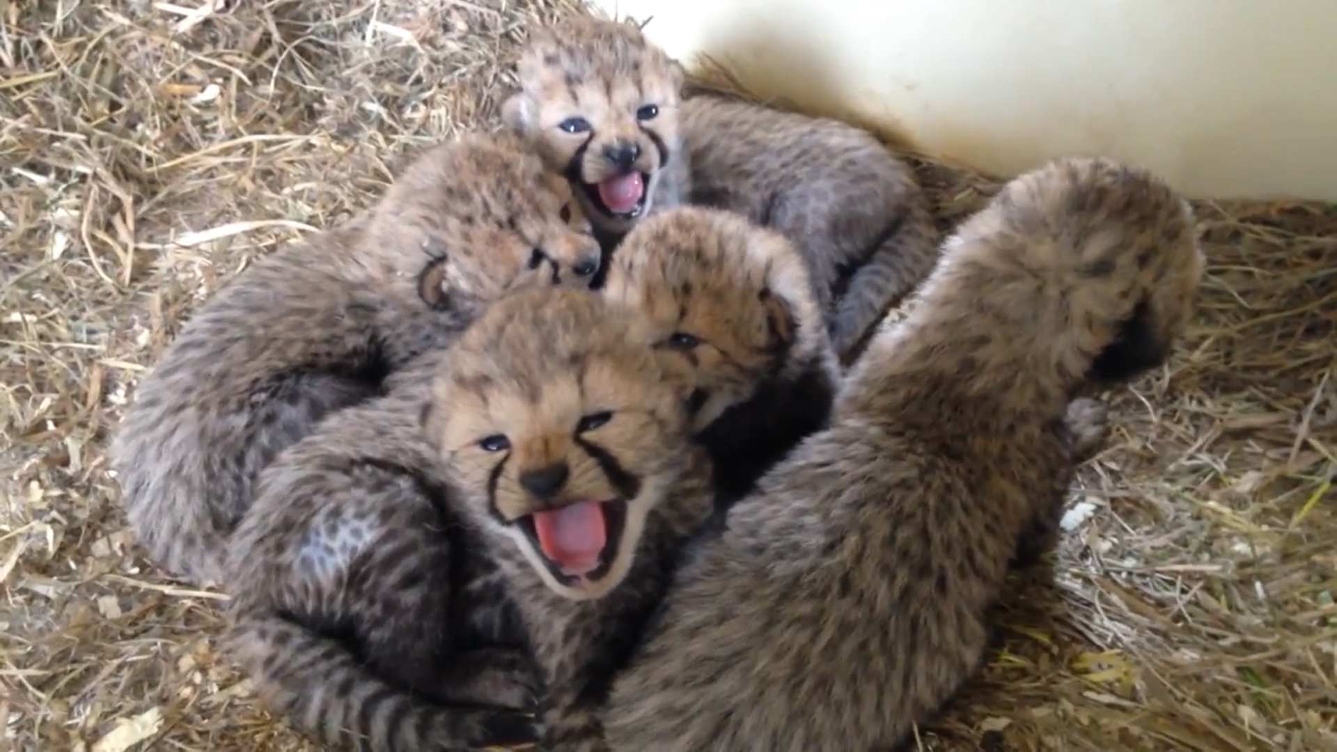 Meet an 'incredible pile' of cheetah cubs The Washington Post