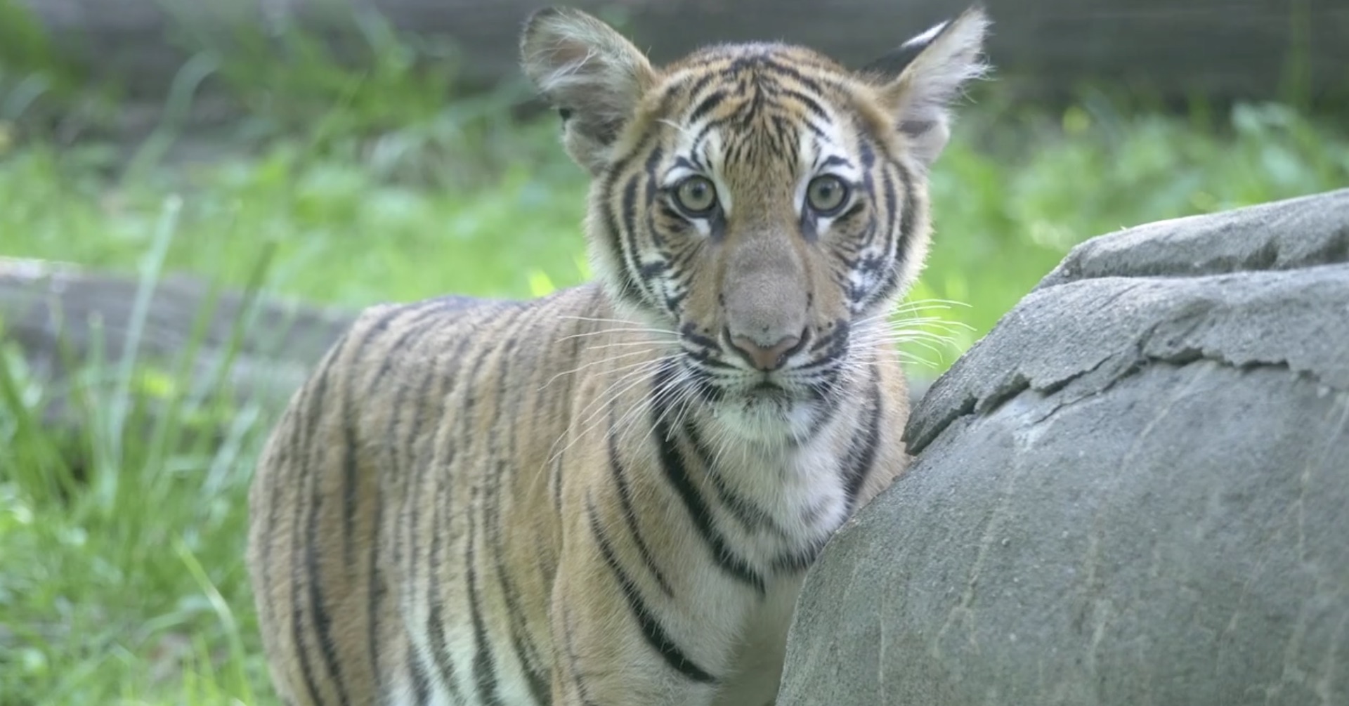 Tiger at NYC zoo tests positive for coronavirus - CGTN