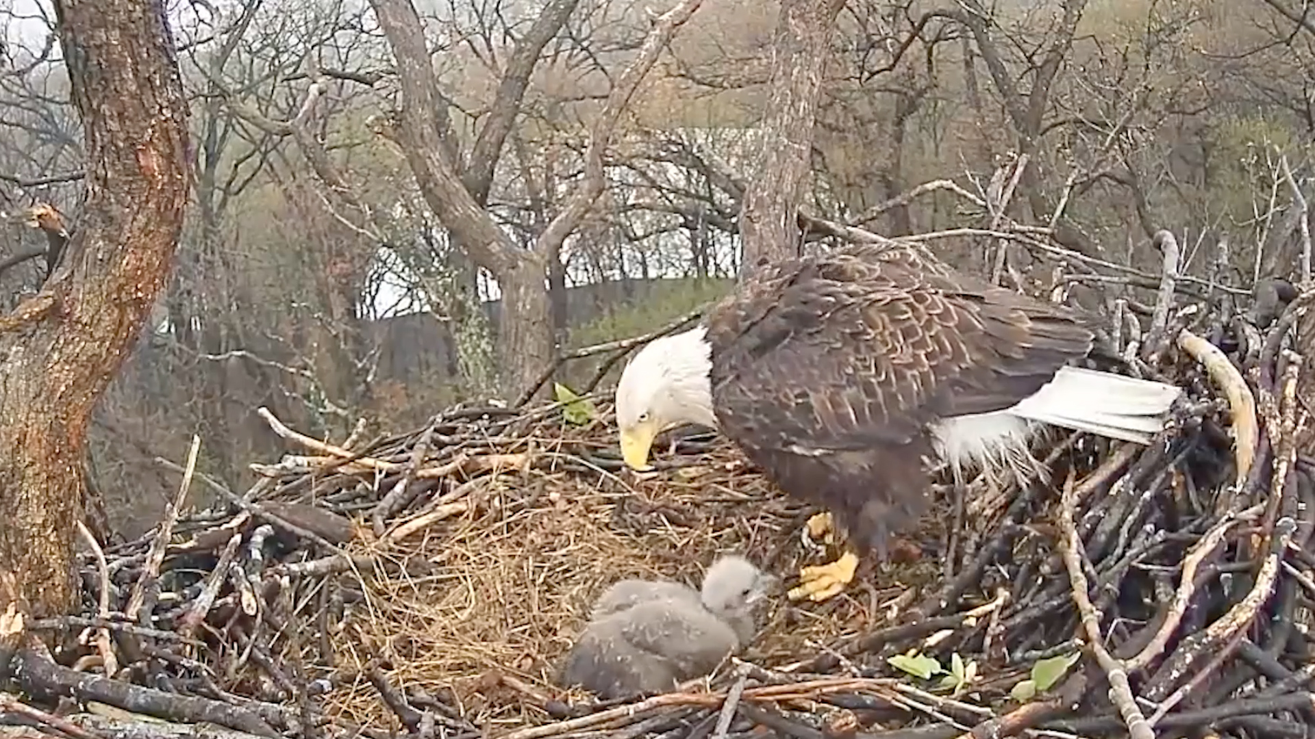 Bald Eagle That Went Viral for Protecting Eggs Loses Surviving Chick