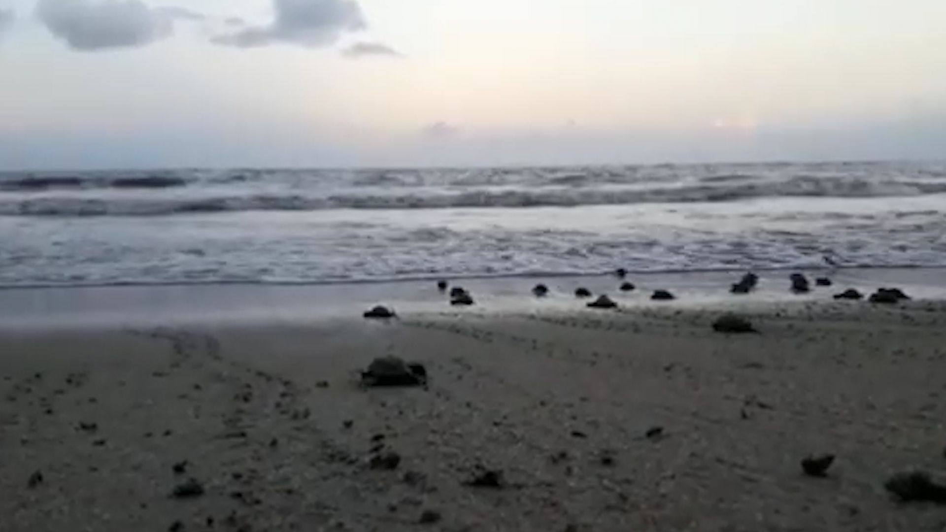Endangered Sea Turtles Hatch On Empty Brazilian Beach Amid