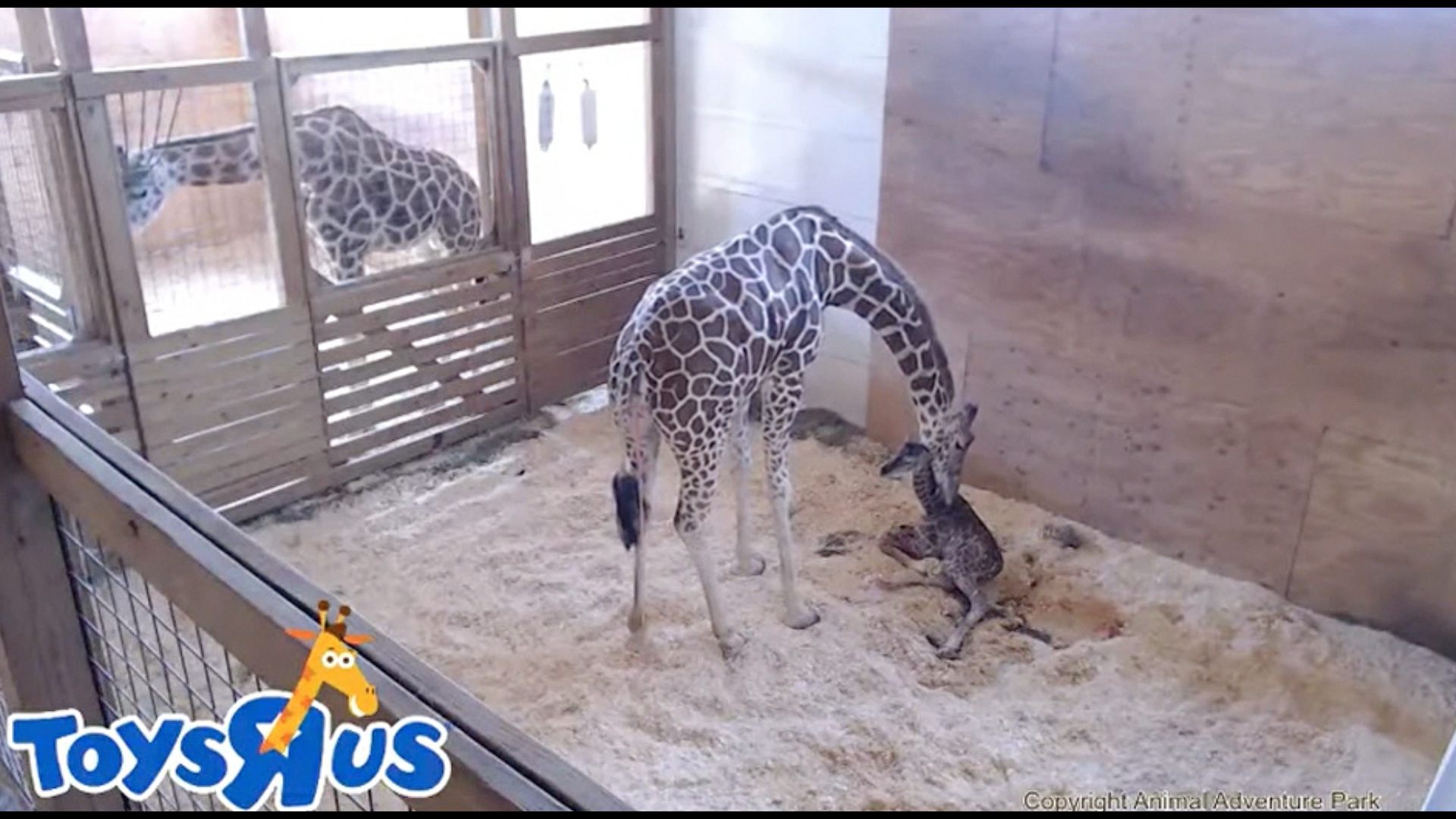 giraffe giving birth gif