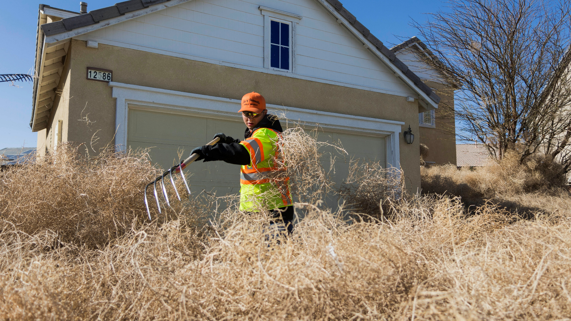 A Nasty Nightmare': Utah And California Have A Prickly Tumbleweed Problem