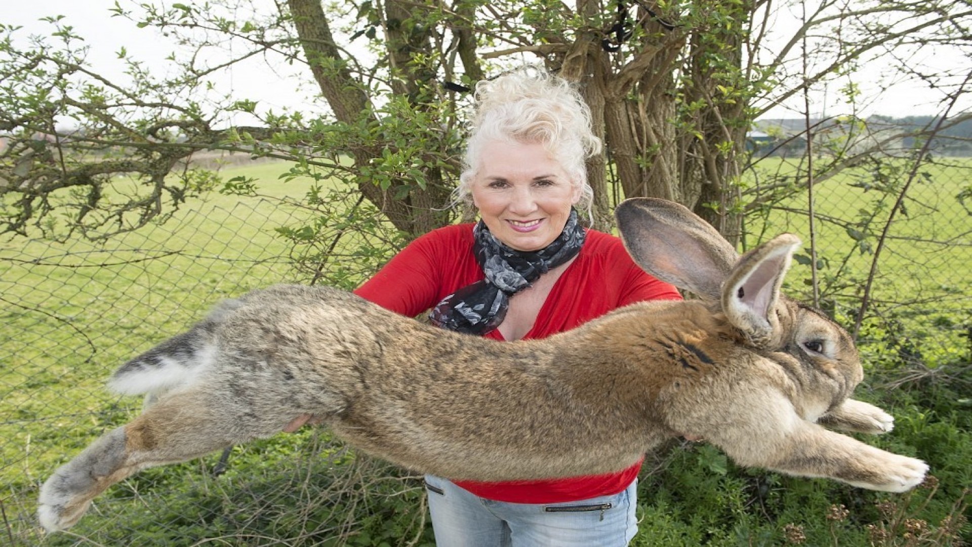 largest rabbit on record