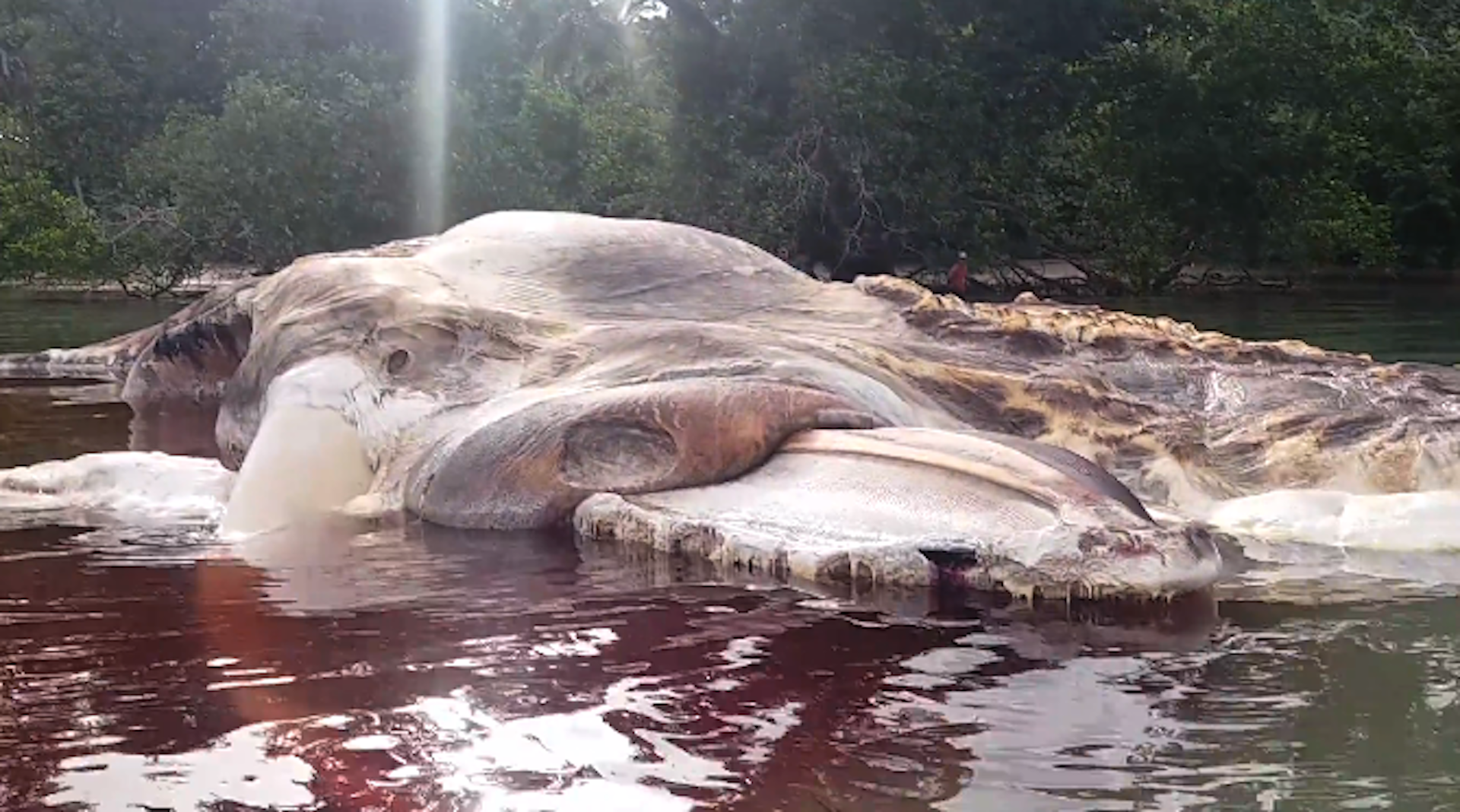 Scientists have identified the 50-foot creature that washed up on an  Indonesian beach - The Washington Post