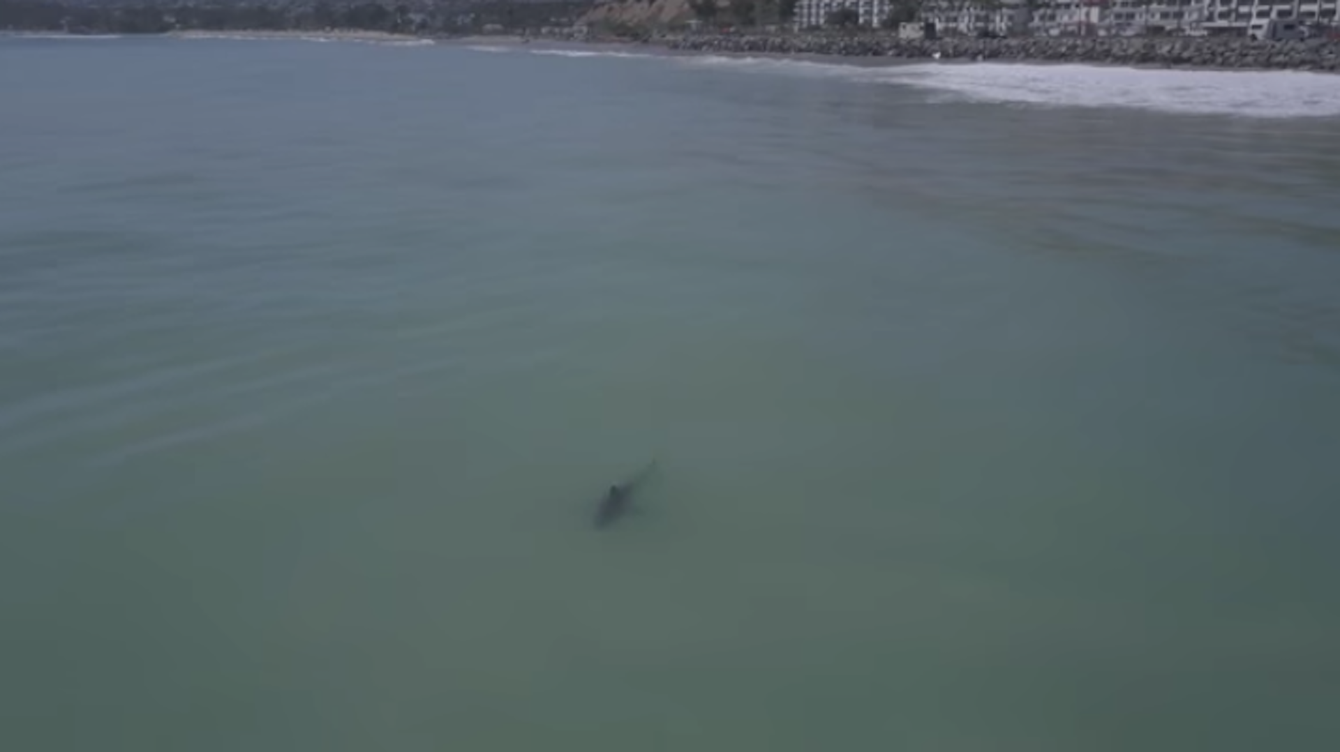 You are paddleboarding next to approximately 15 great white sharks,'  chopper tells Calif. beachgoers - The Washington Post
