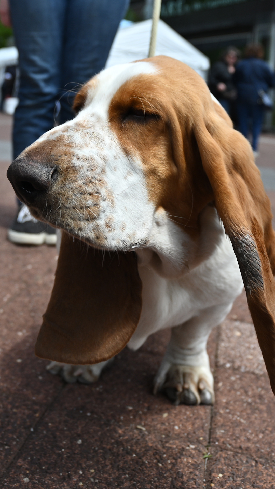 Westminster Dog Show Fox Sports We Tried To Pet All 200 Breeds
