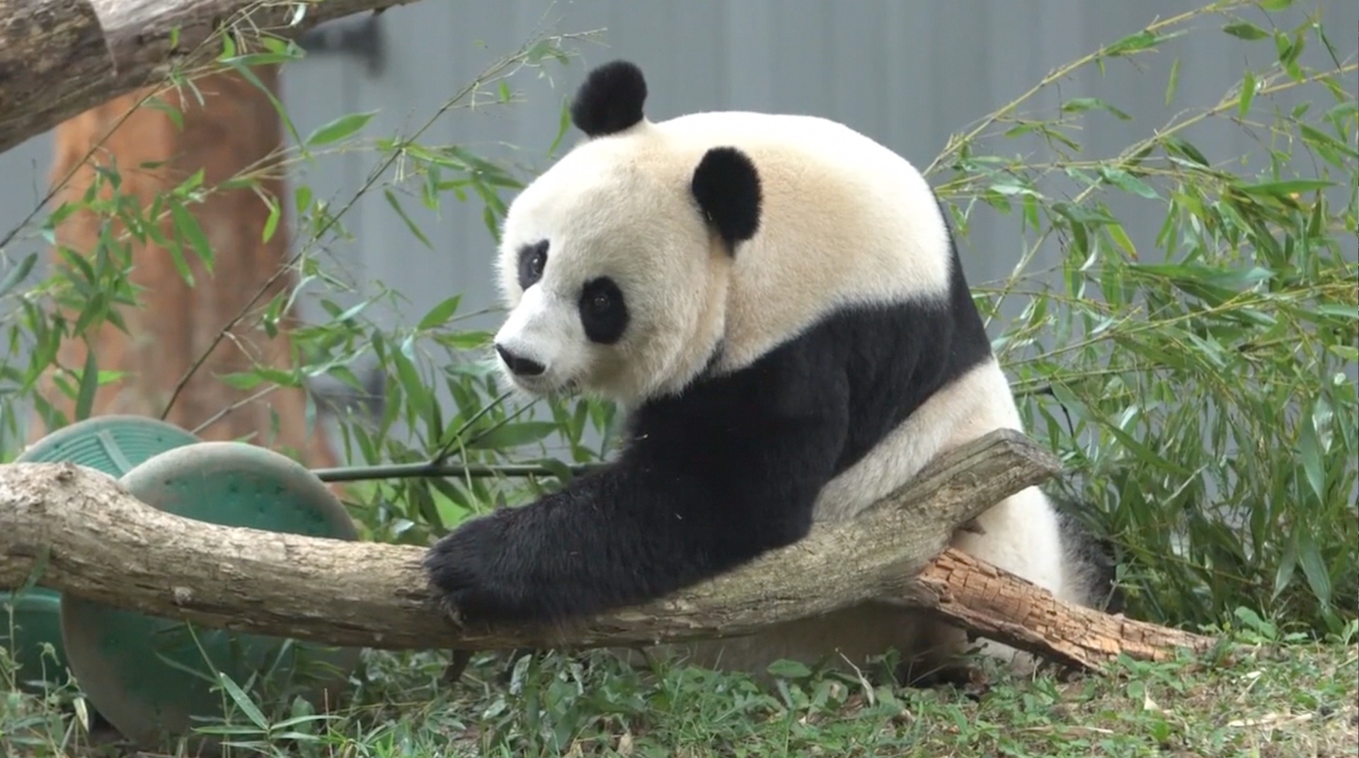 panda berkembang biak dengan cara