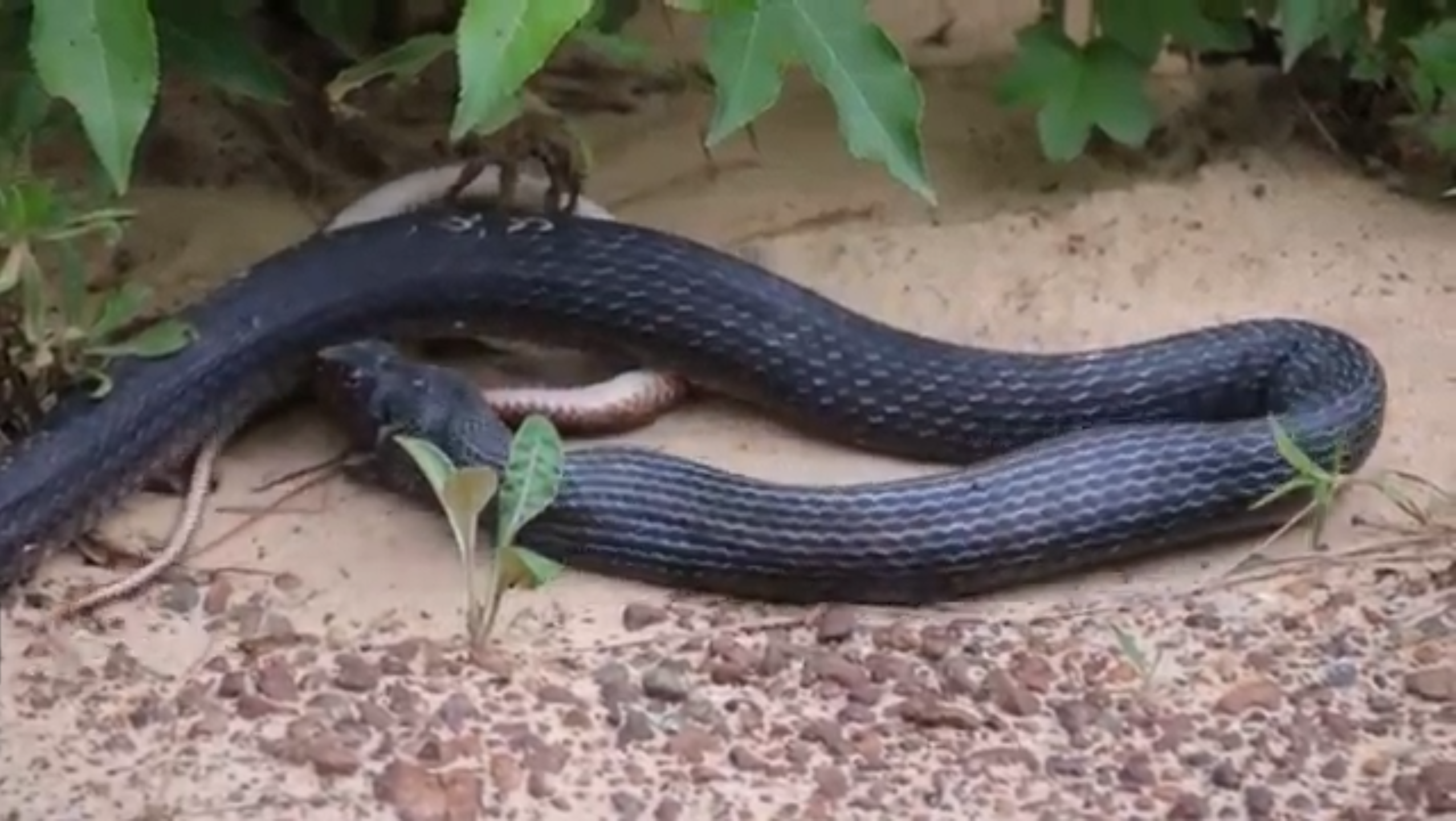 Venomous snake slithers into Manchester woman's driveway