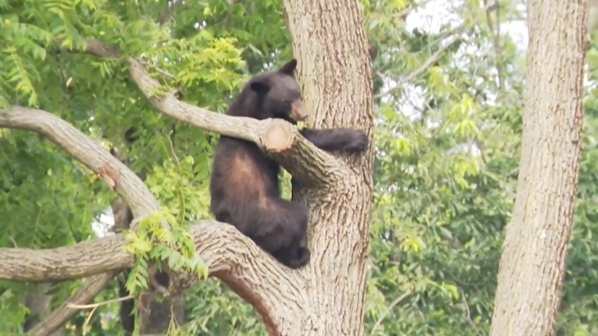 Learning to sleep like a bear could save your life - The Washington Post