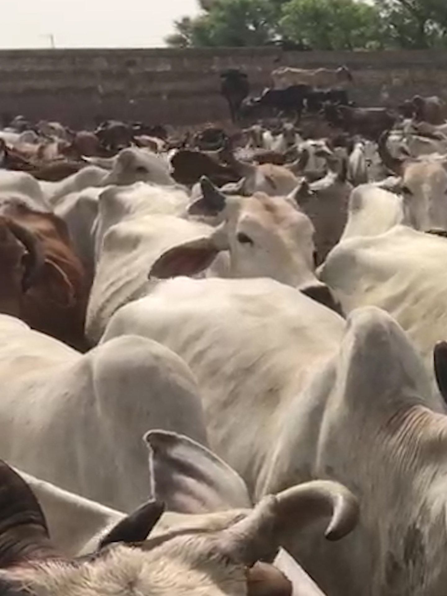 Why India Has 5 Million Stray Cows Roaming The Country The Washington Post