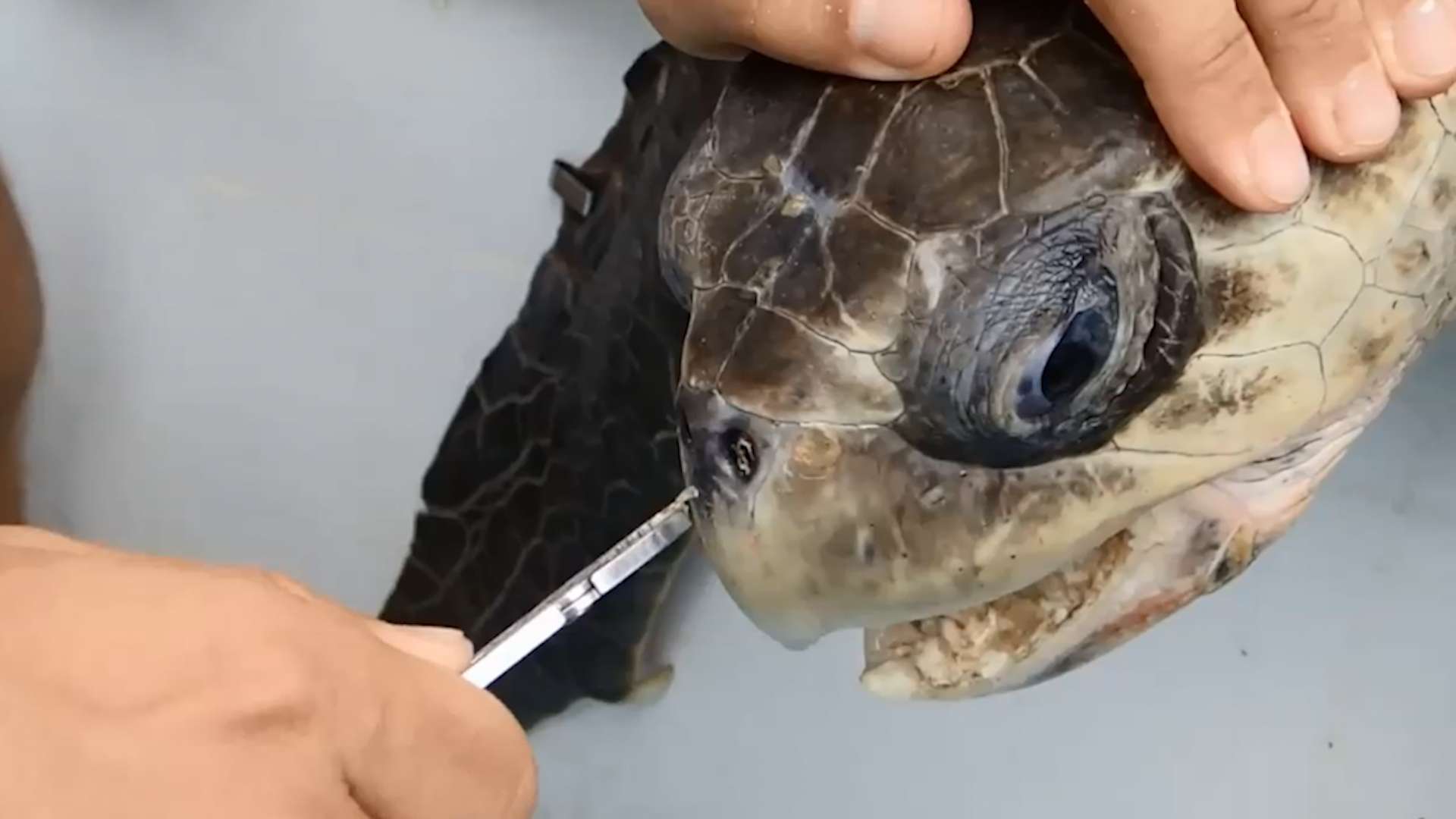 Report: Most Turtles Get Straws Stuck Up Nose While Attempting to Do Cocaine