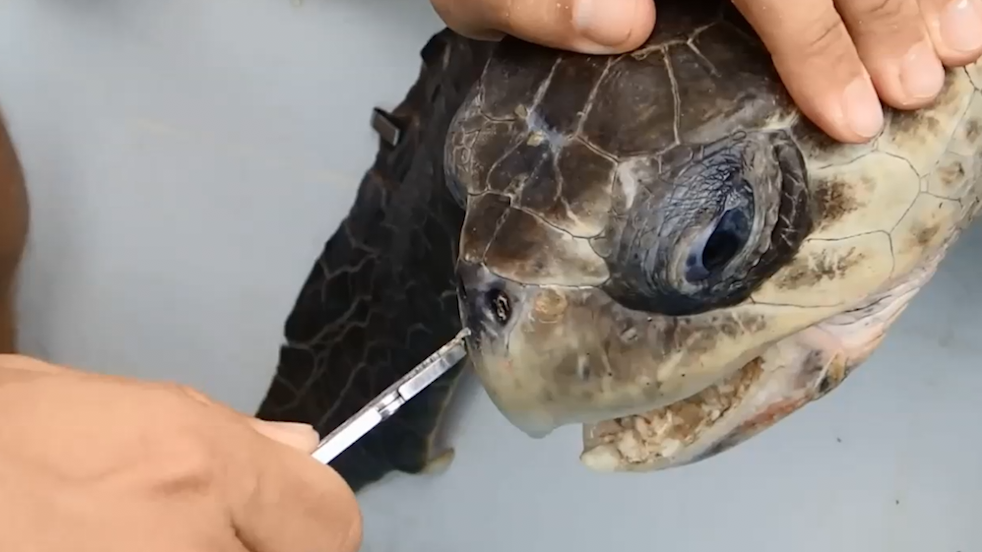 Video of a turtle having a drinking straw pulled from its nose in