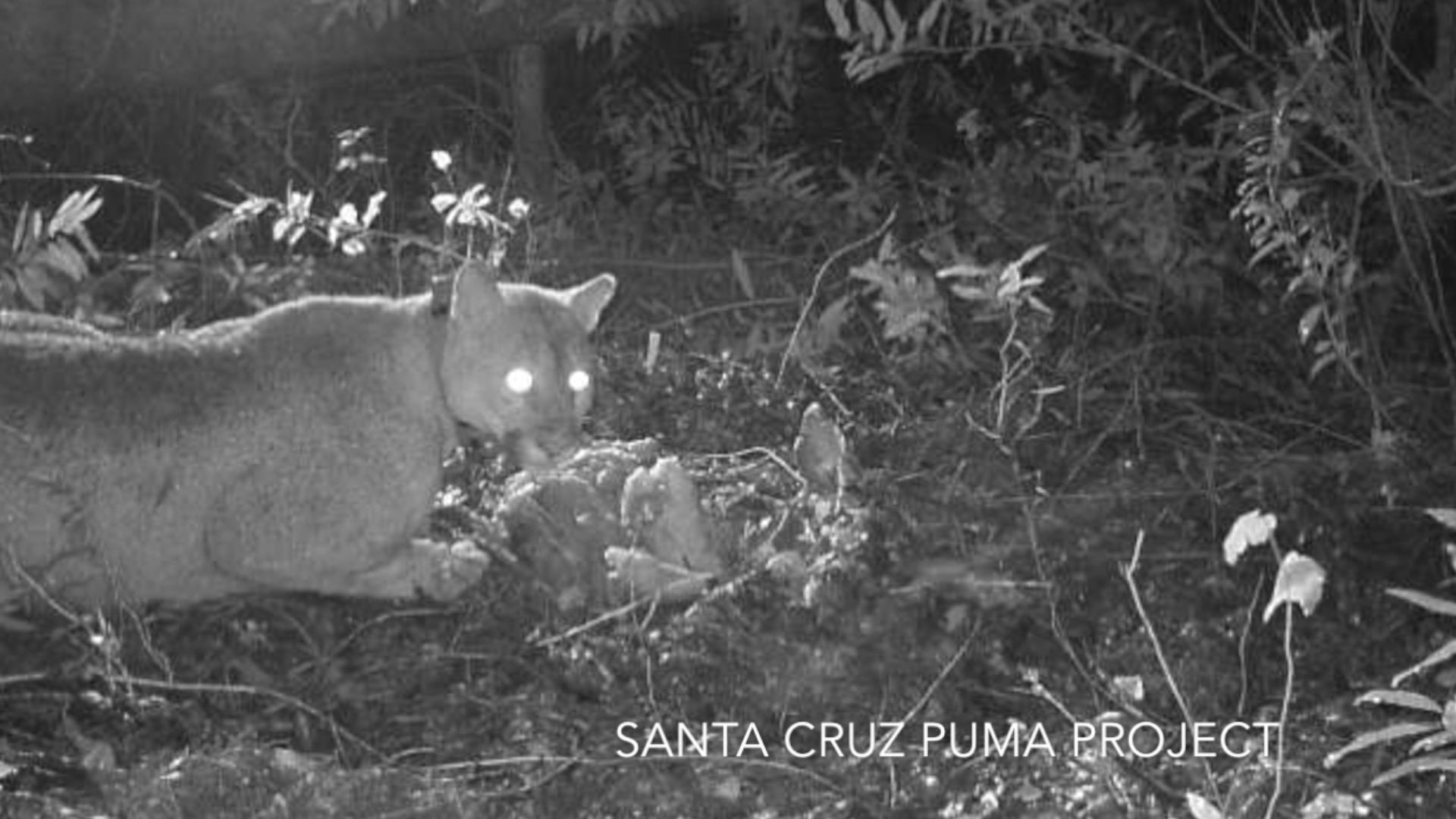 Bizarre experiment studies pumas reacting to political talk shows