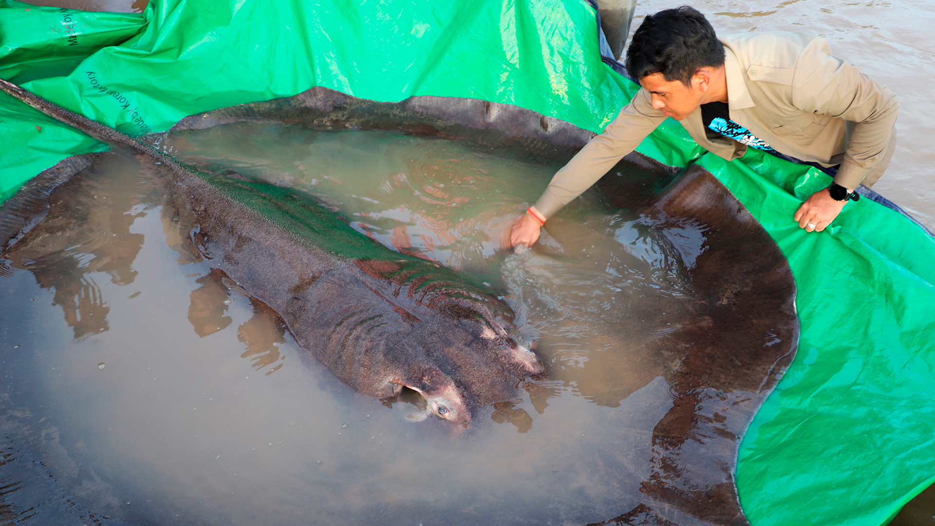 Giant freshwater stingray caught in Cambodia is world's largest - The  Washington Post