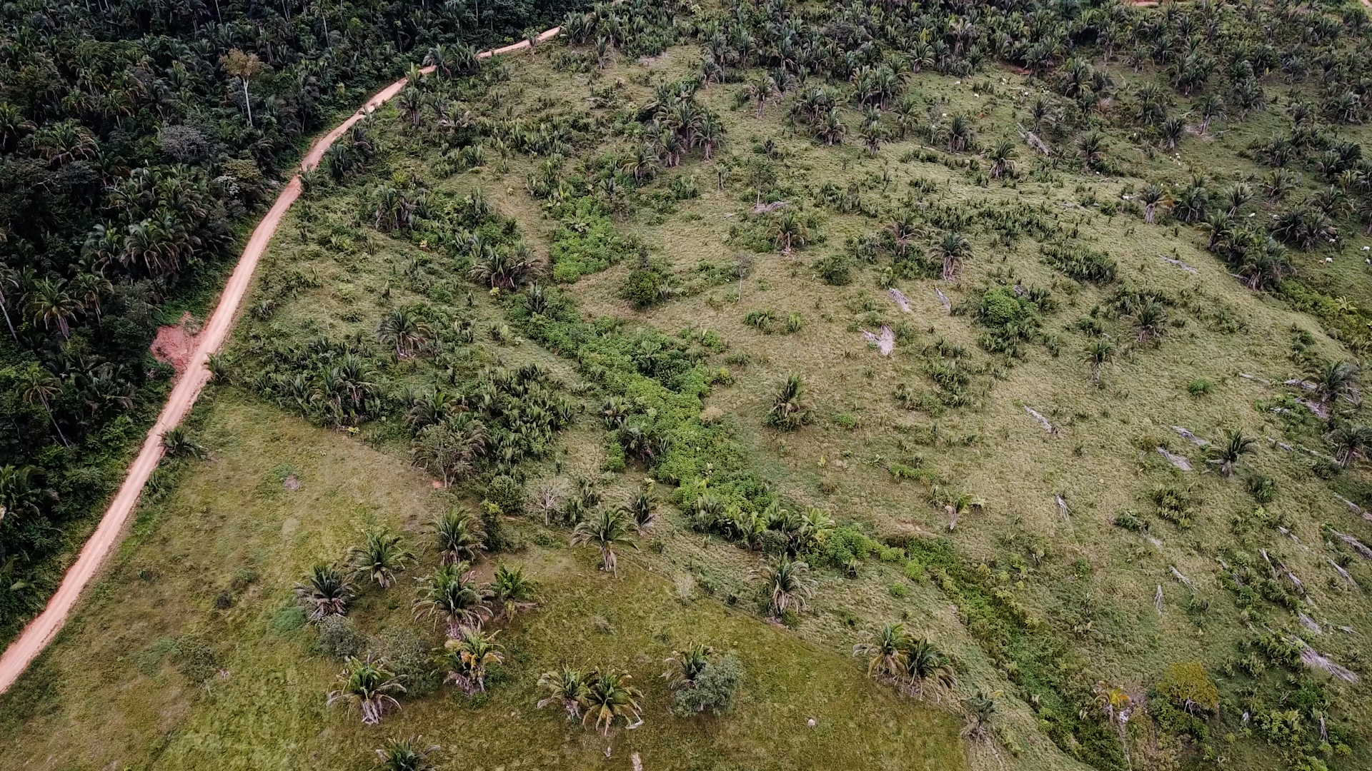 Study Documents a Halt to Deforestation in Brazil's Atlantic Forest After  Indigenous Communities Gain Title to Their Territories - Inside Climate News