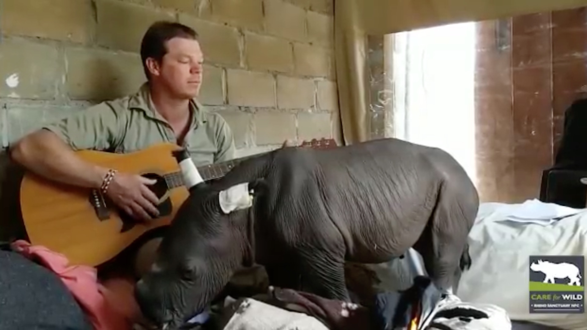 Caretaker serenades baby rhino to sleep with guitar
