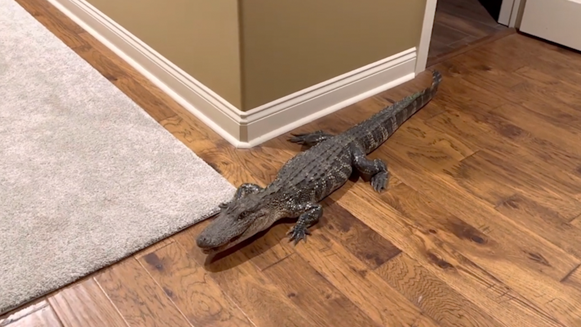 Alligator sneaks into Louisiana home through dog door - Vimarsana News