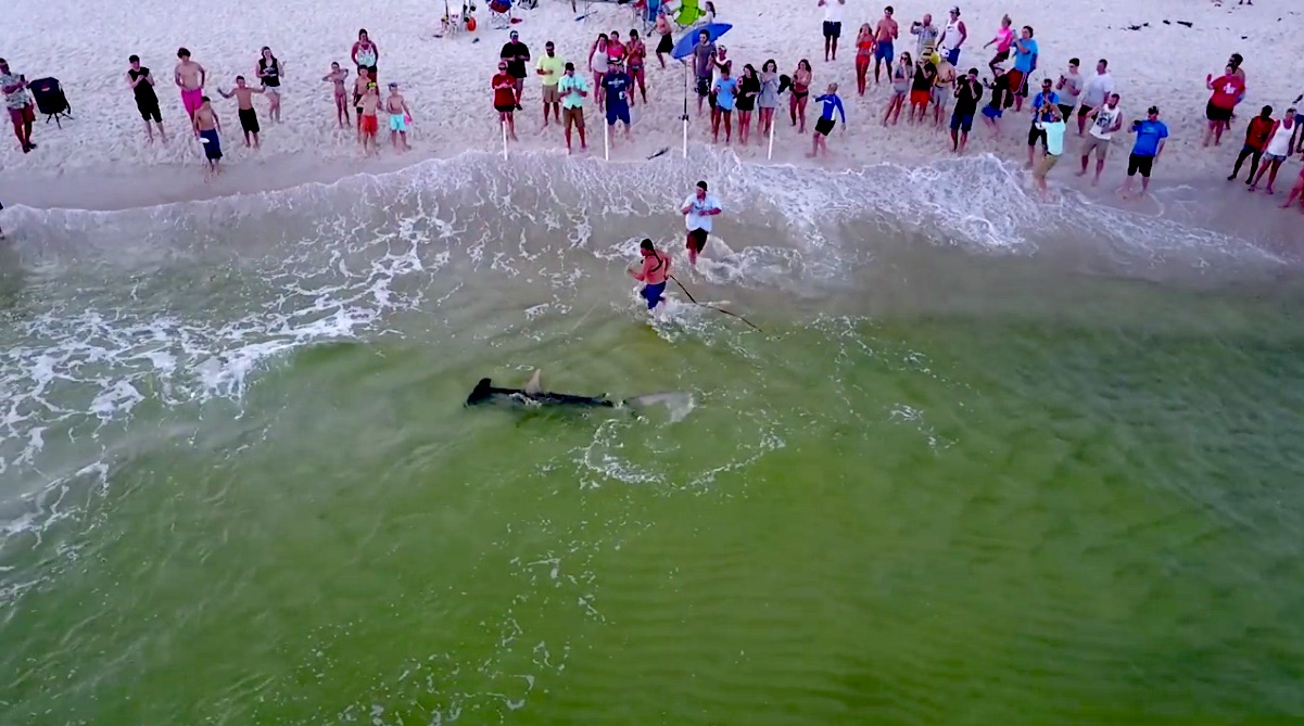 Fisherman Reels In Hammerhead Shark Off Panama City Beach The