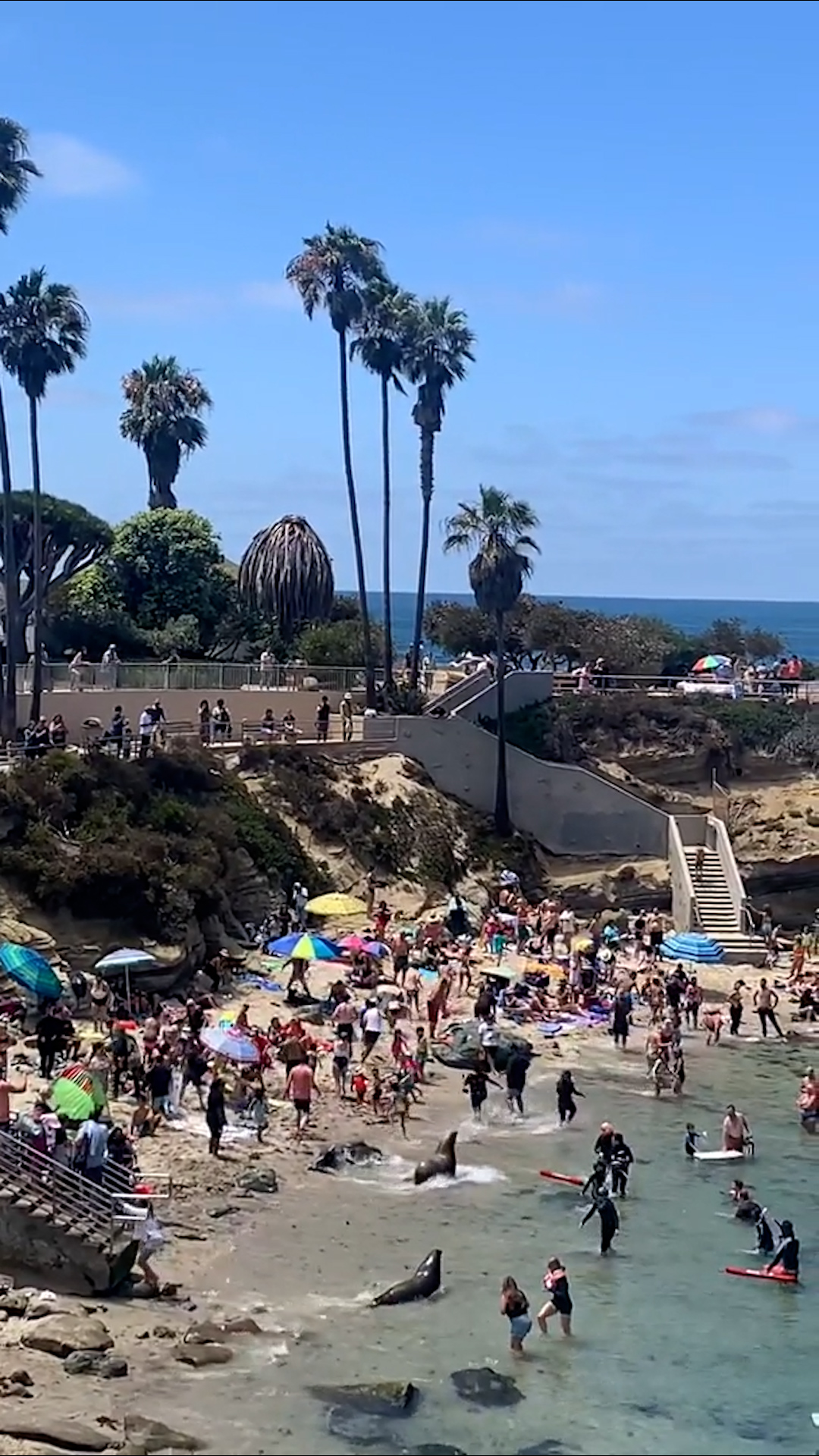 San Diego sea lions beach closed to humans after selfies, harassment