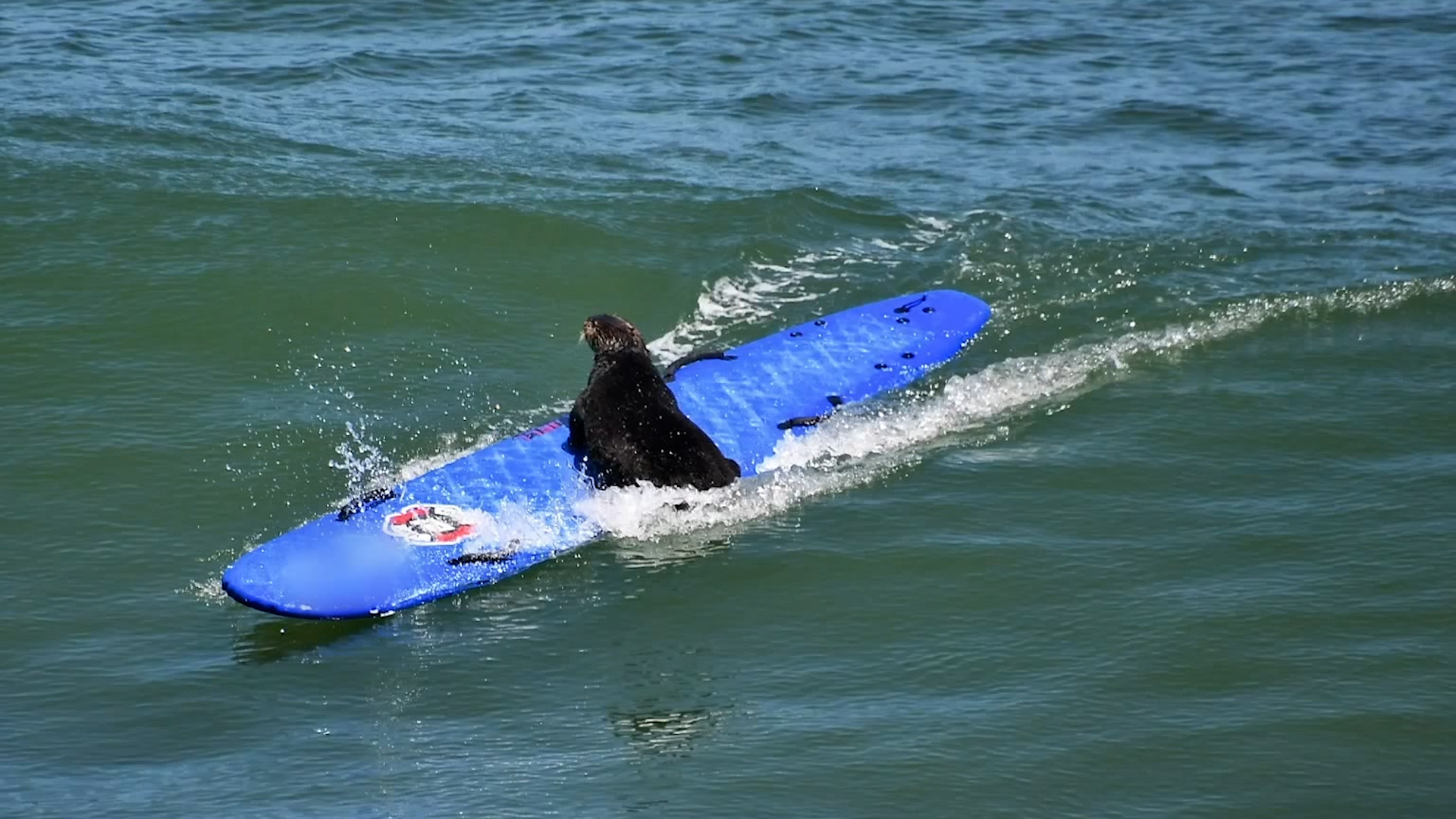 This surfboard-stealing sea otter sure is