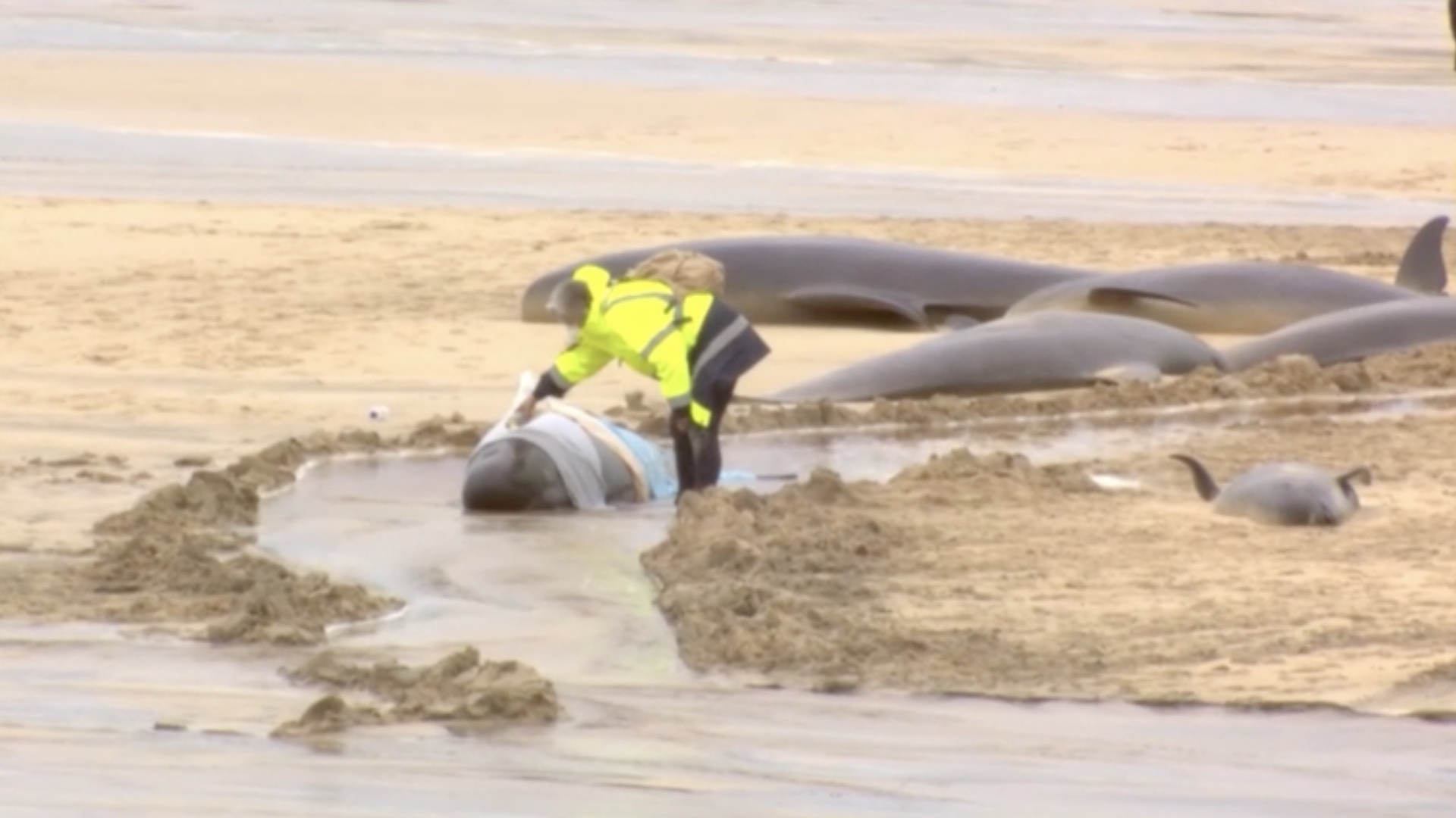 VIDEO: 7 stranded dolphins rescued by experts, trained volunteers