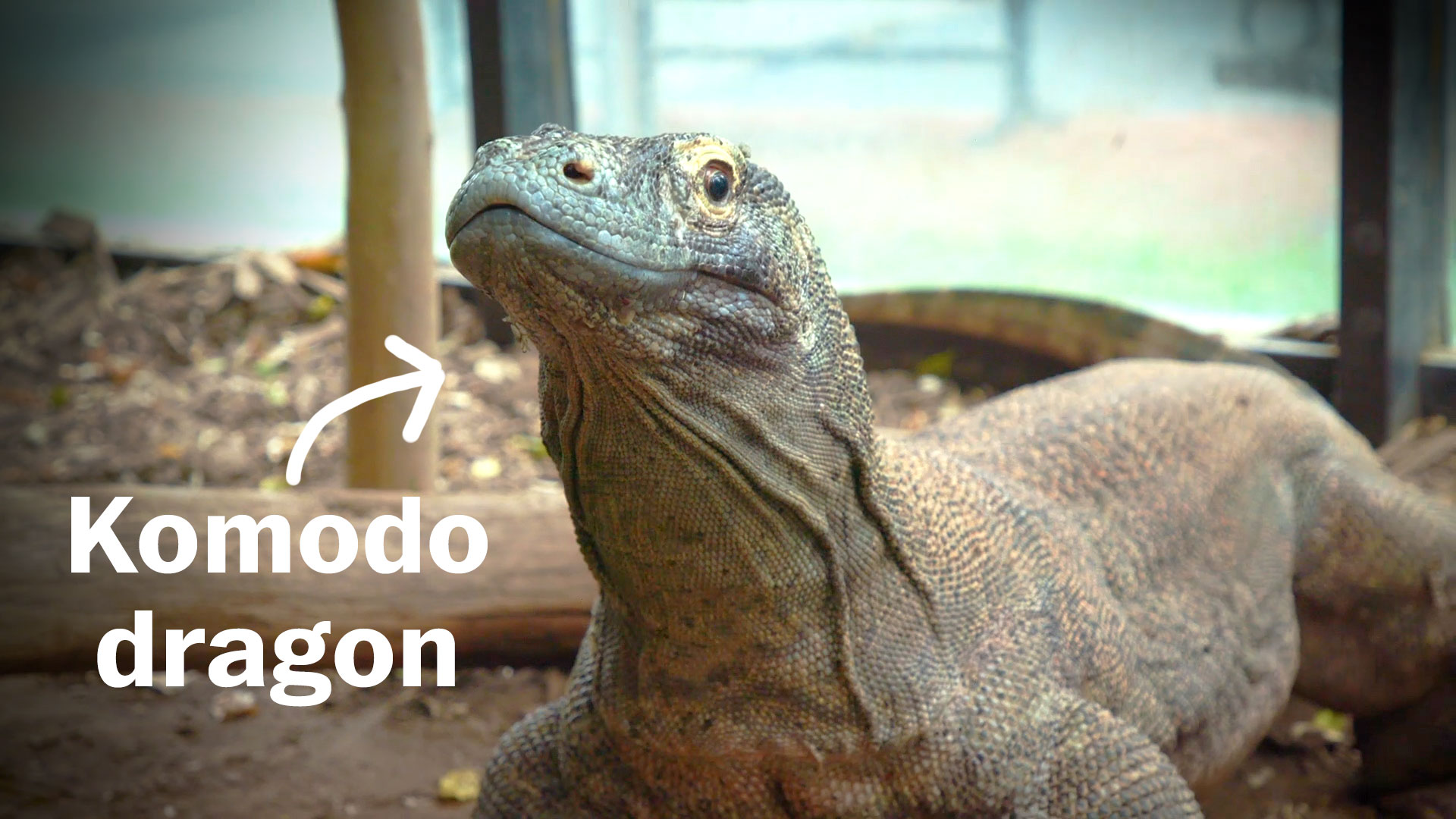 Watch A Komodo Dragon Get A Check Up Anna S Science Magic Show Hooray