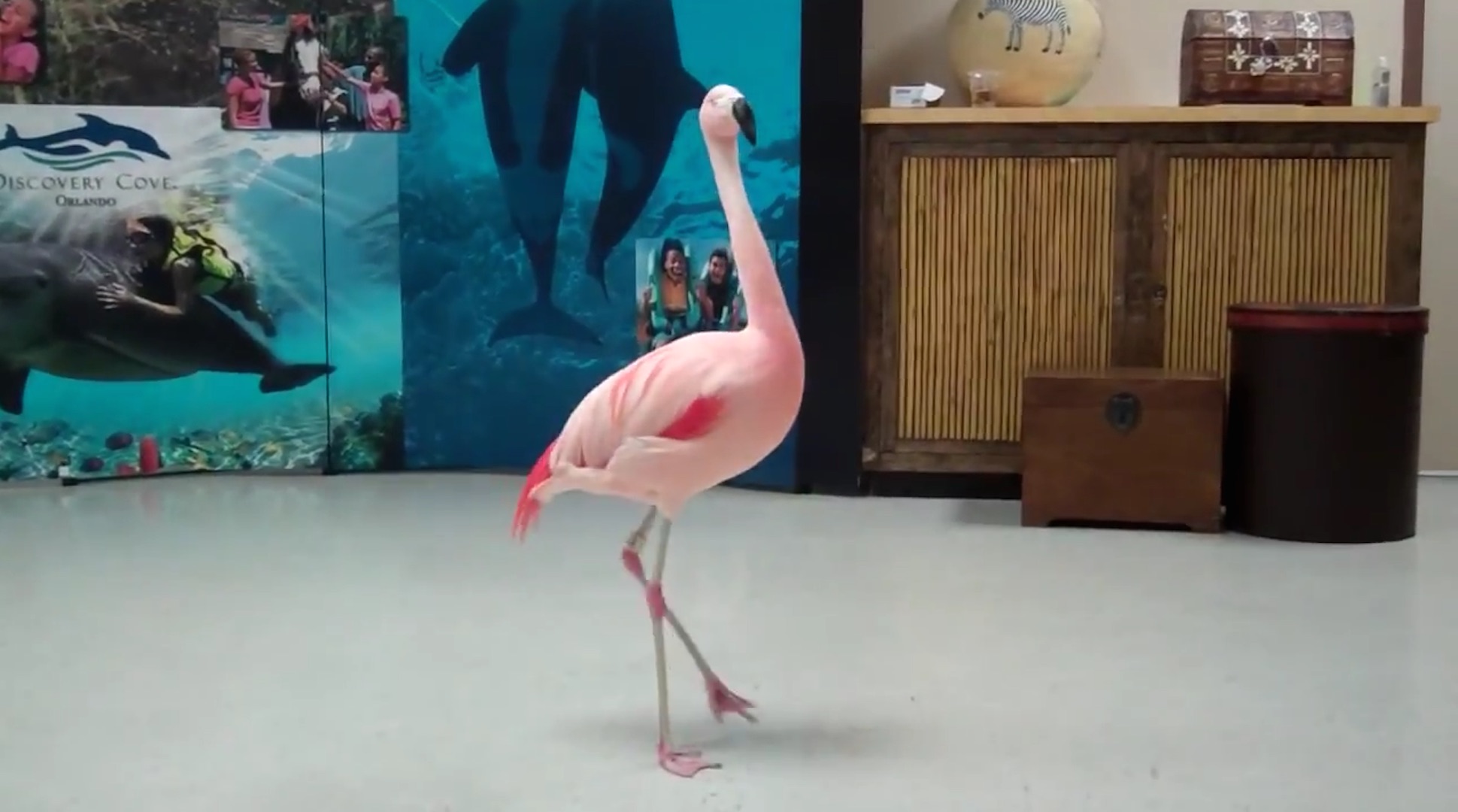 Watch Pinky The Flamingo Dance The Washington Post