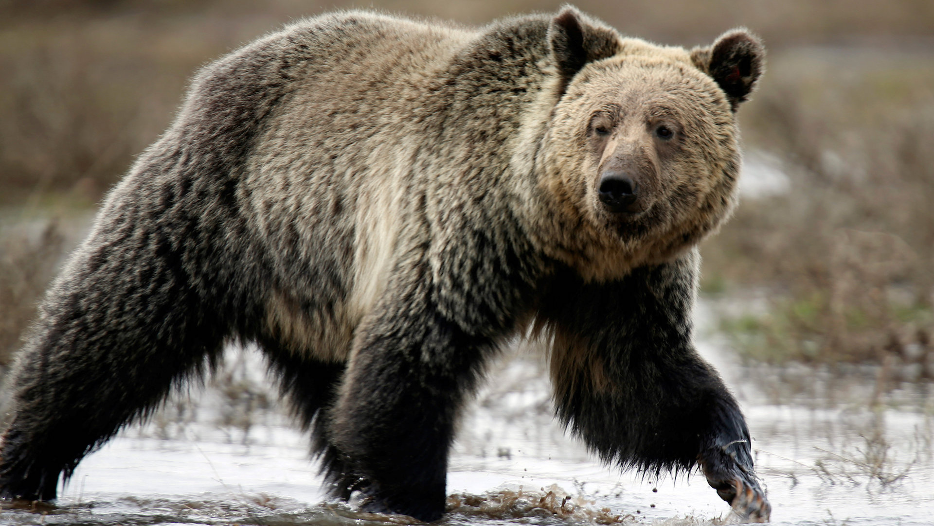 Grizzly Bear Attacks Of 1967