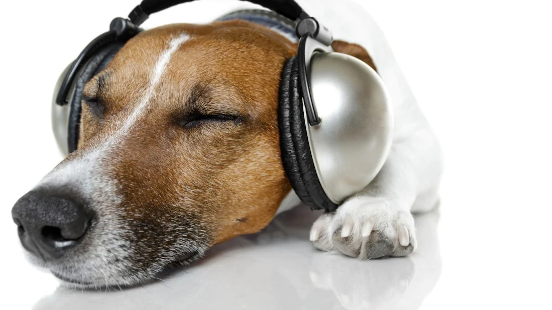 music for dogs to calm down