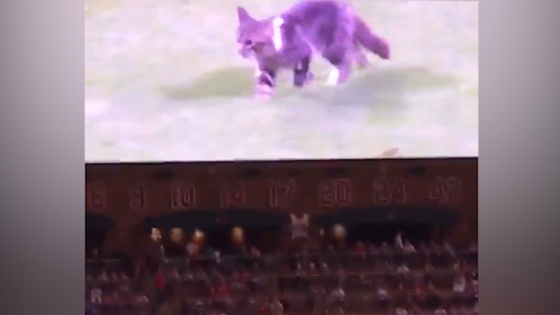 Cardinals' Rally Cat is home safe after being lost on the streets of St.  Louis 