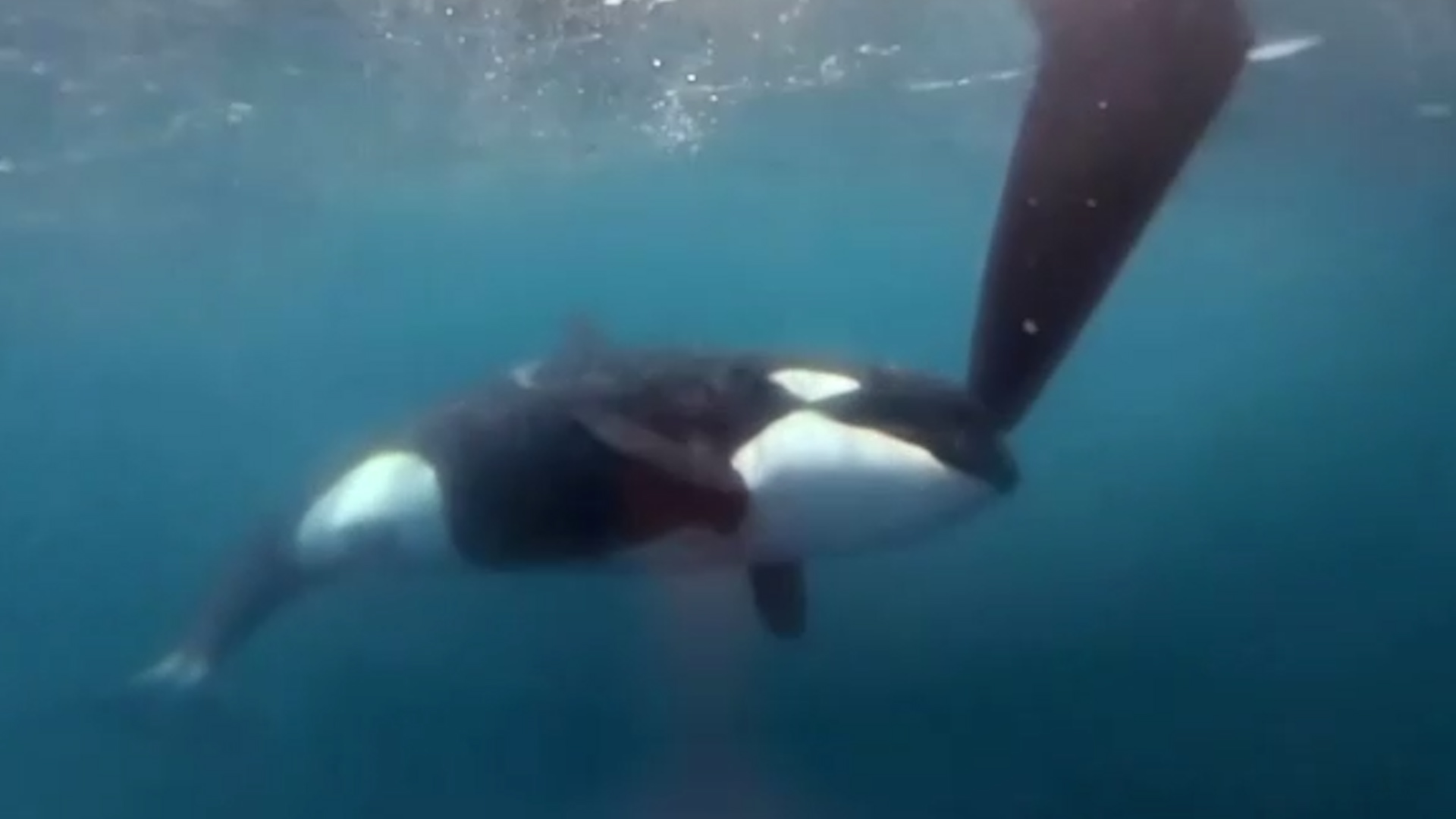 Whale pod swarms solo rower in Atlantic off Newfoundland coast