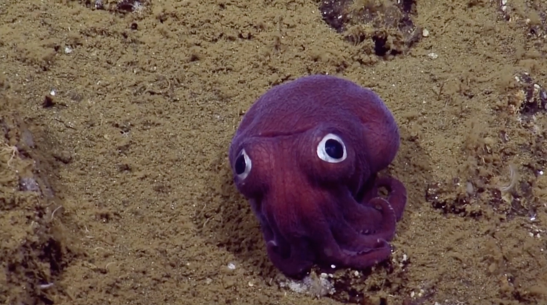 This impossibly cute sea creature looks like a googly-eyed cartoon octopus  - The Washington Post